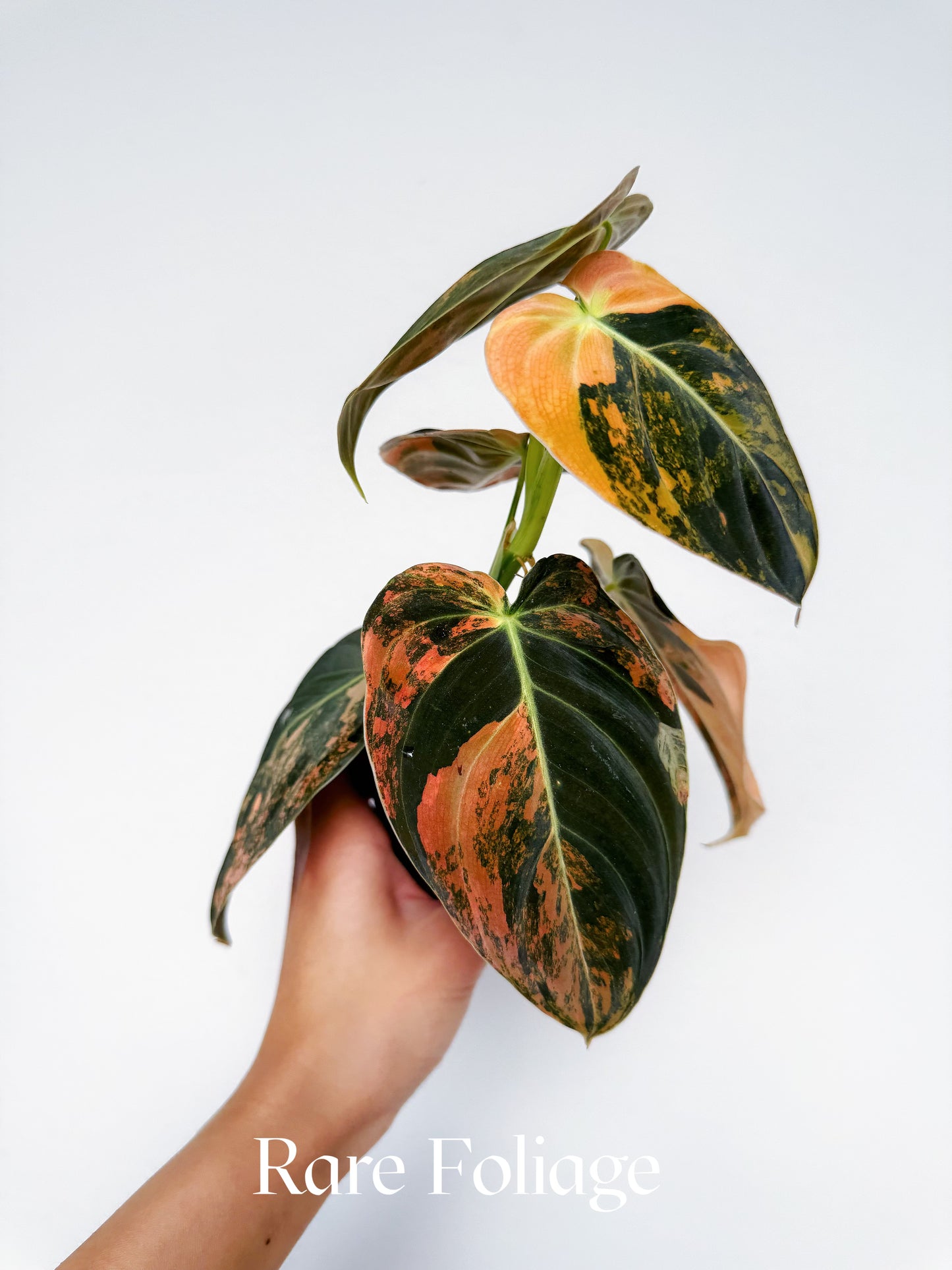 Philodendron Melanochrysum Orange 3” Exact Plant – Rare Foliage Plant Co