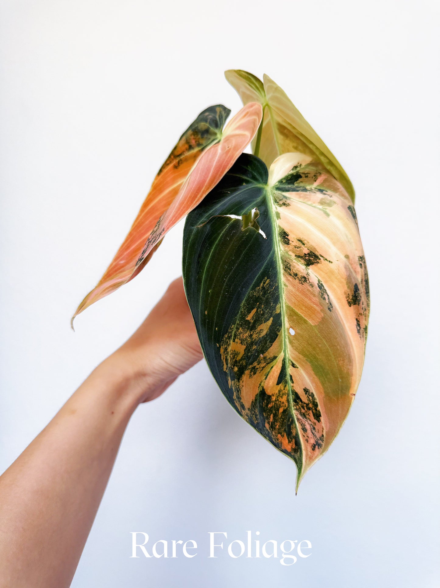 Philodendron Melanochrysum Orange Variegated 3" Exact Plant