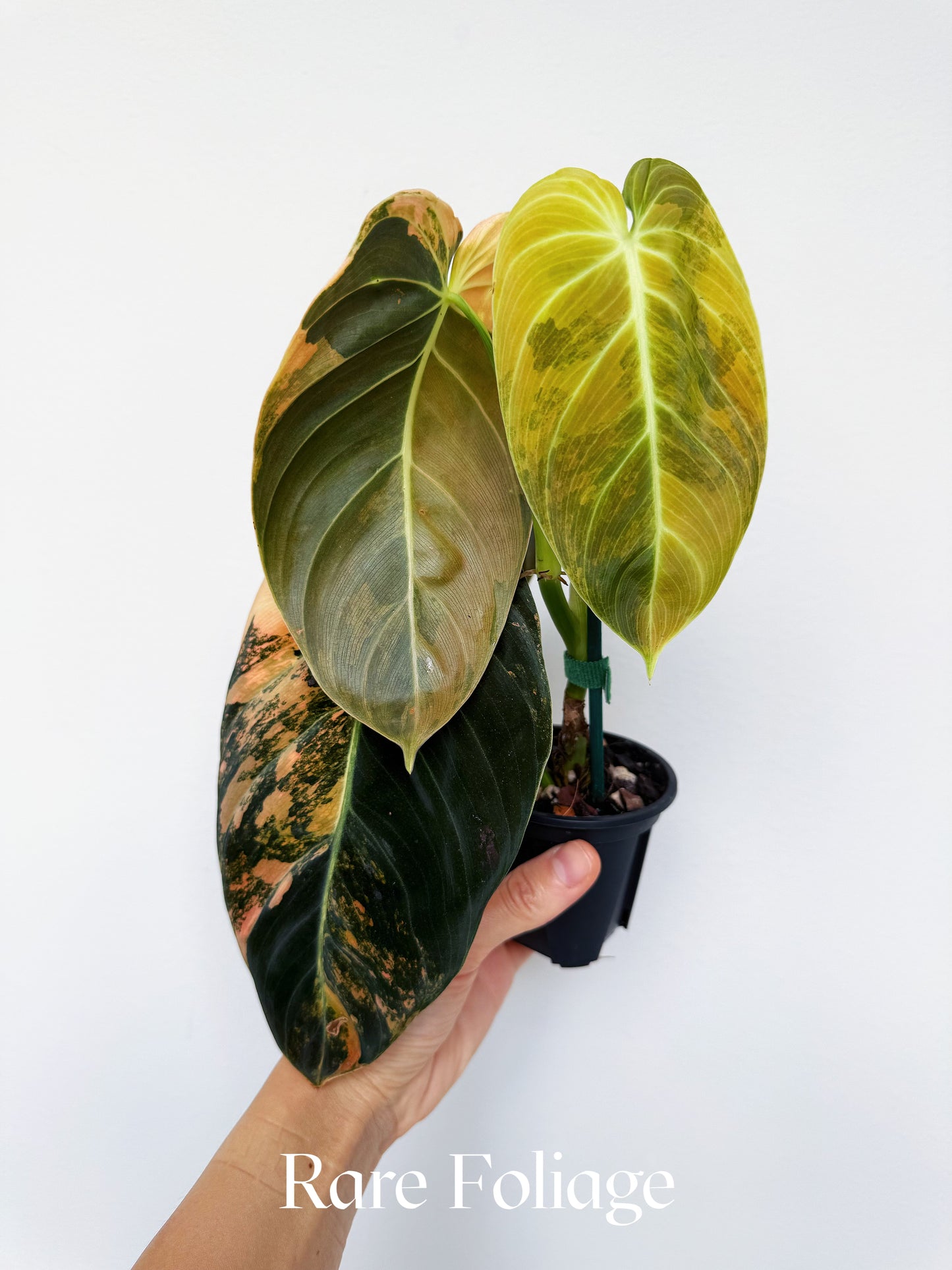 Philodendron Melanochrysum Orange Variegated 3” Exact Plant