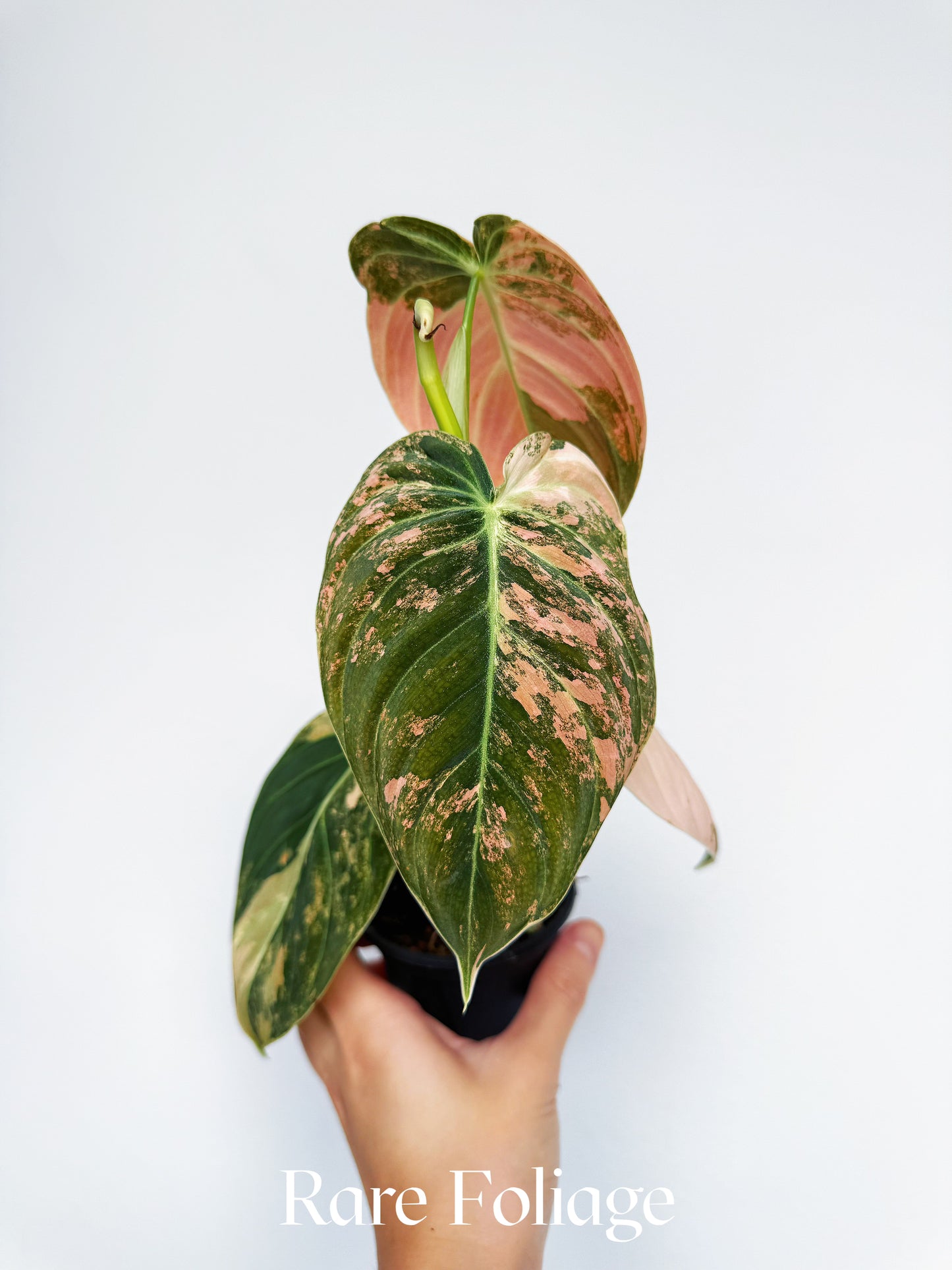 Philodendron Melanochrysum Orange 3” Exact Plant