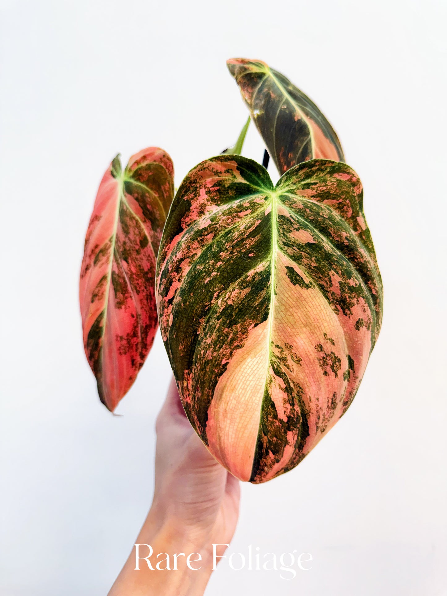 Philodendron Melanochrysum Orange Variegated 4” Exact Plant