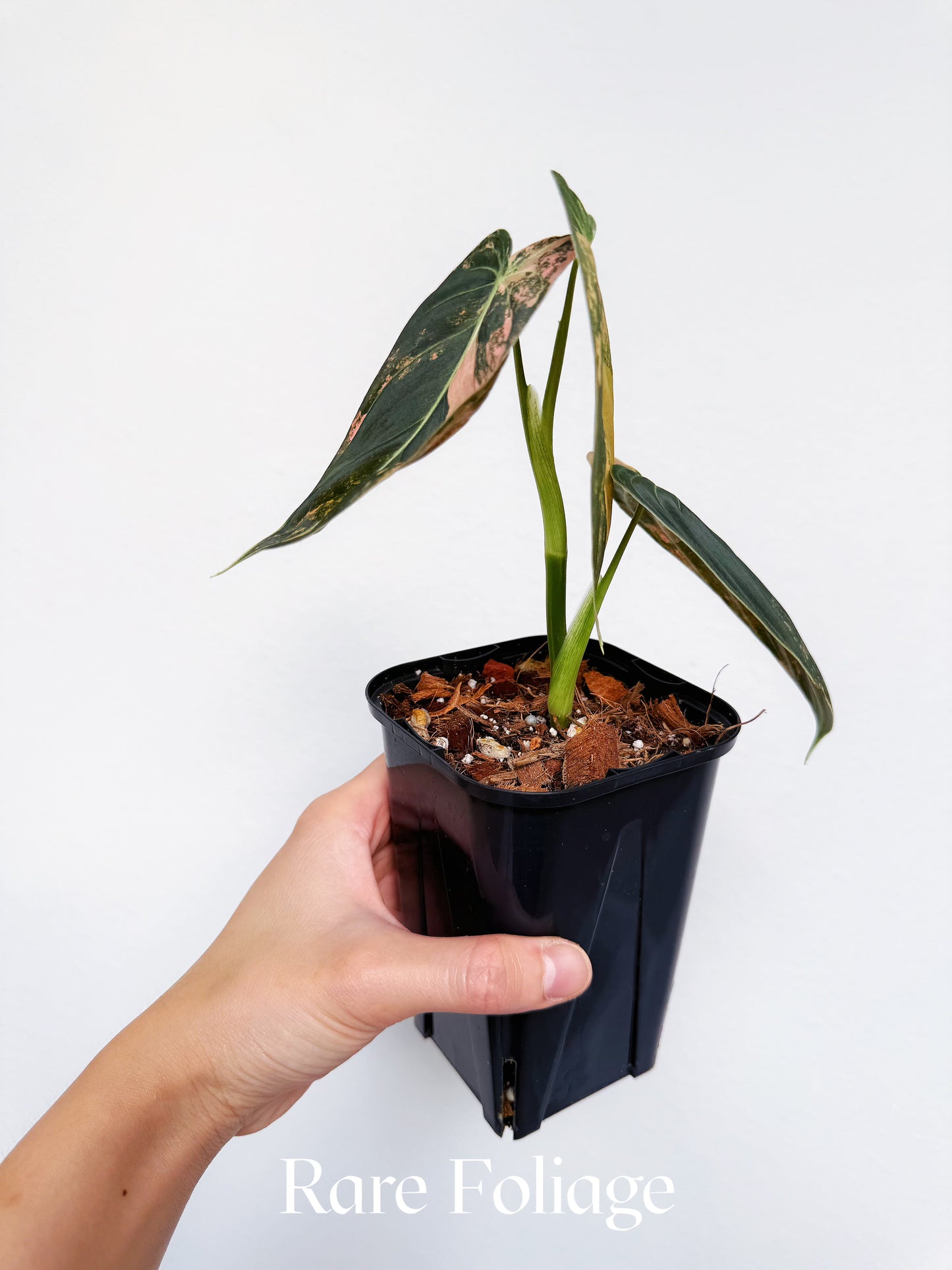 Philodendron Melanochrysum Orange Variegated 3” Exact Plant
