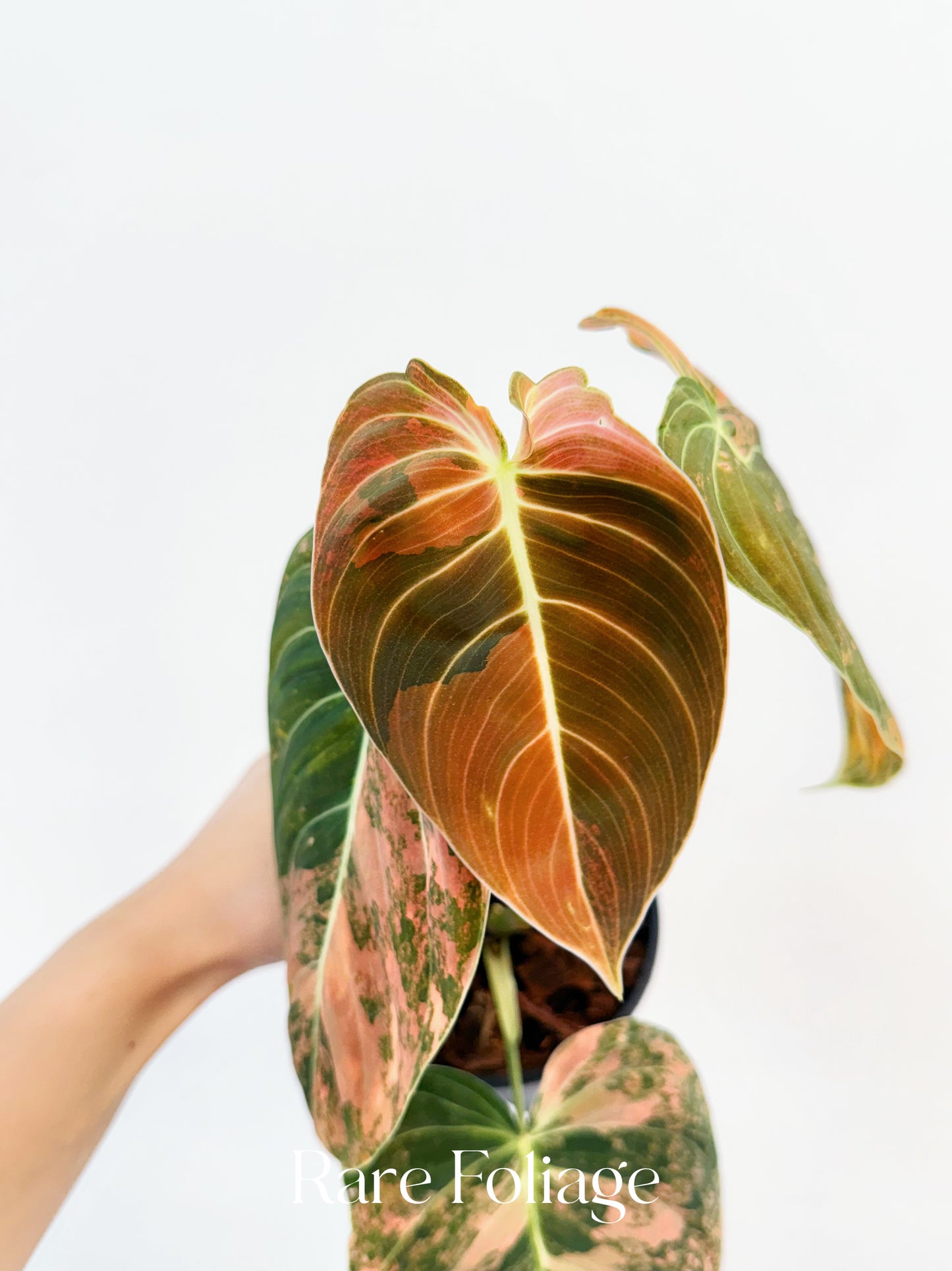 Philodendron Melanochrysum Orange Variegated 4” Exact Plant