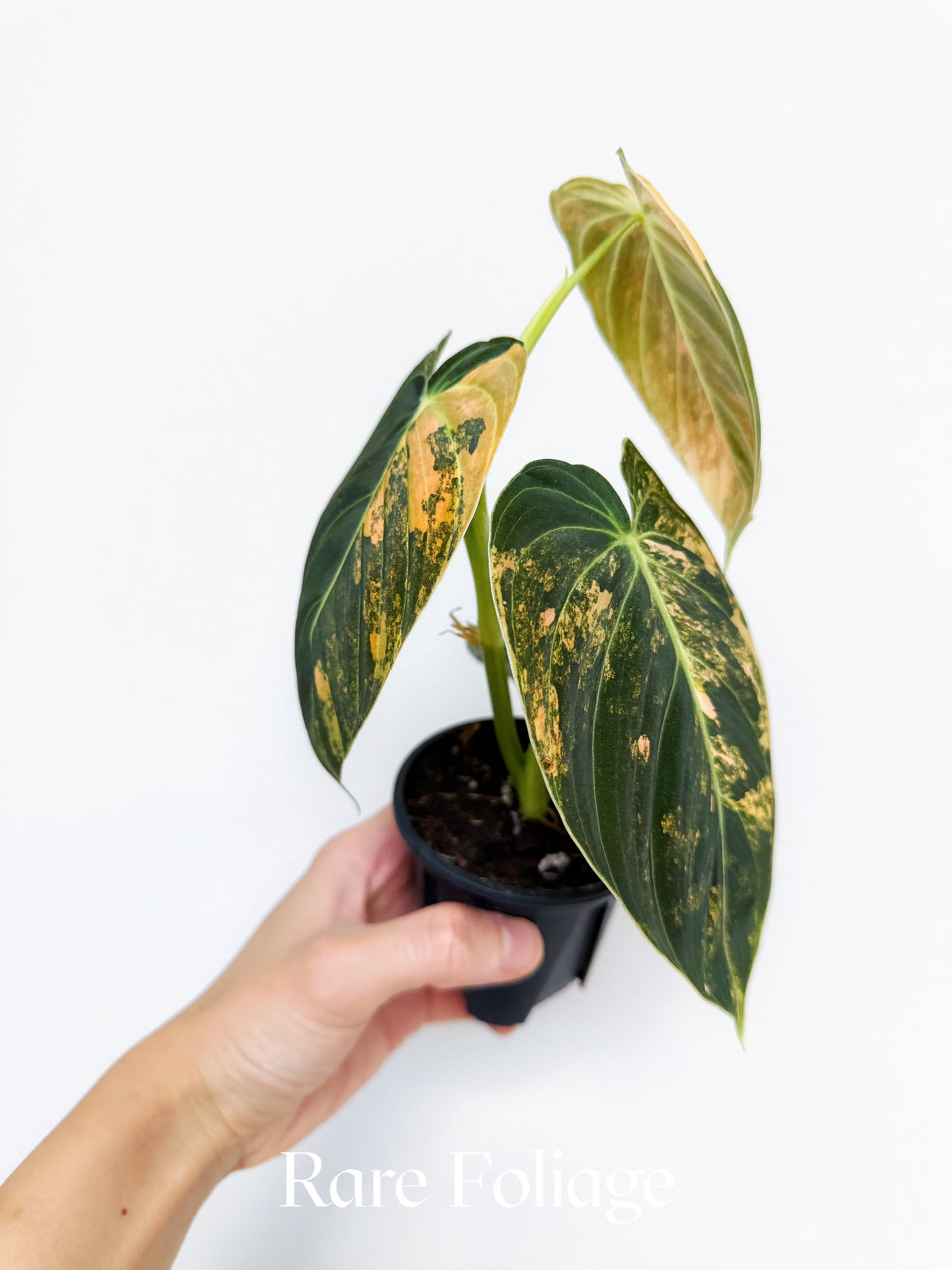 Philodendron Melanochrysum Orange 3” Exact Plant