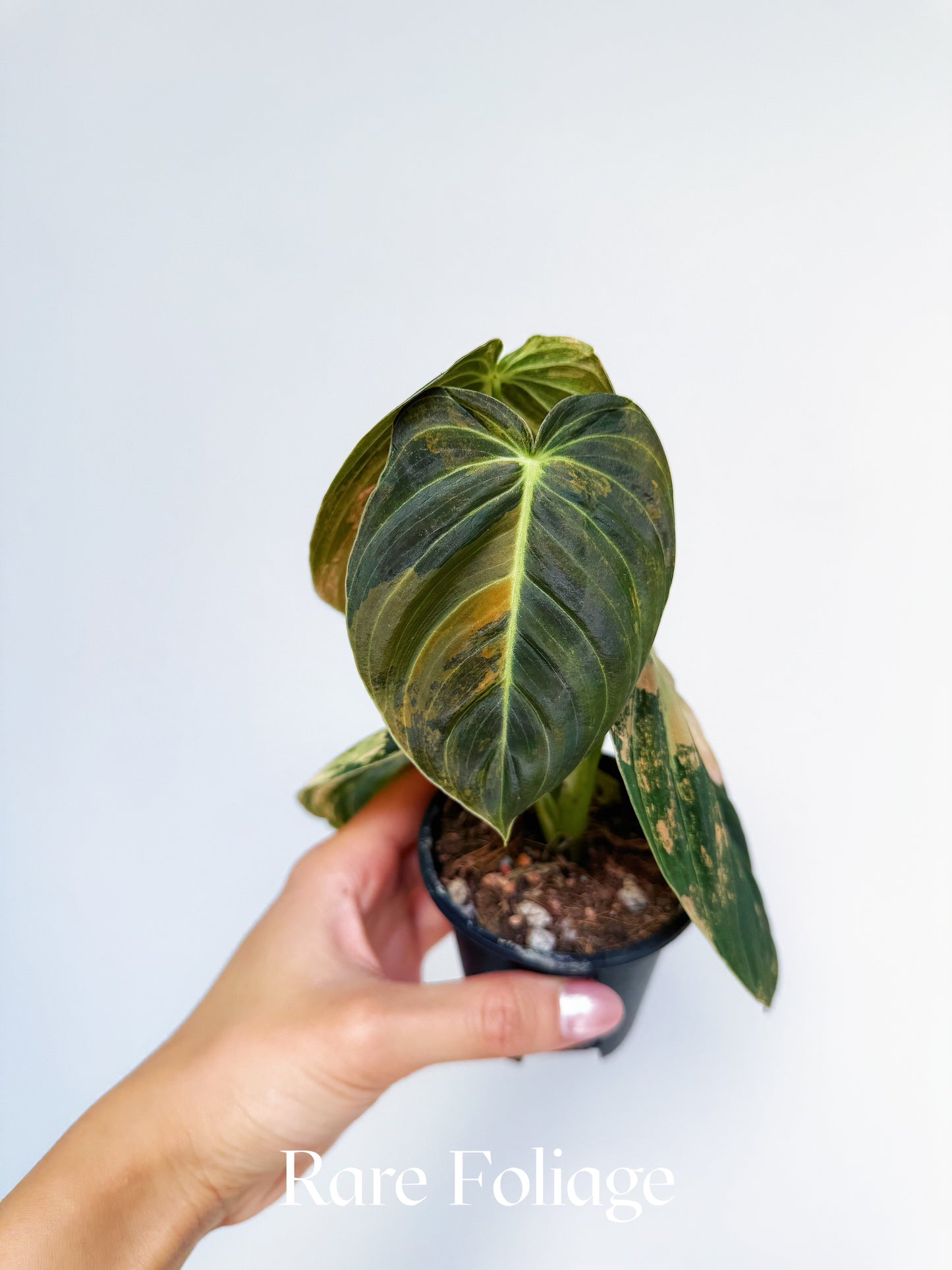 Philodendron Melanochrysum Orange Variegated 3" Exact Plant