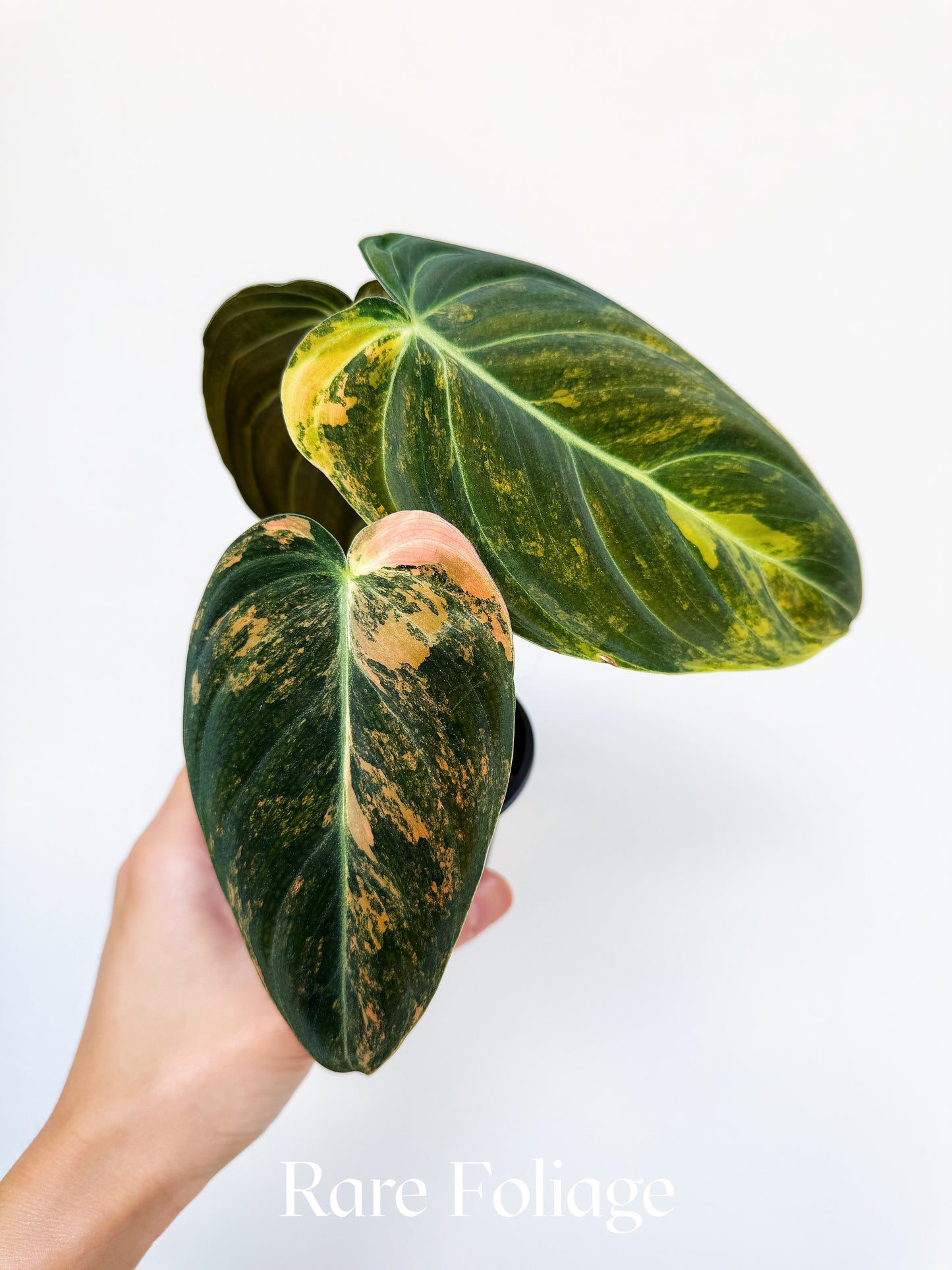 Philodendron Melanochrysum Orange 3” Exact Plant