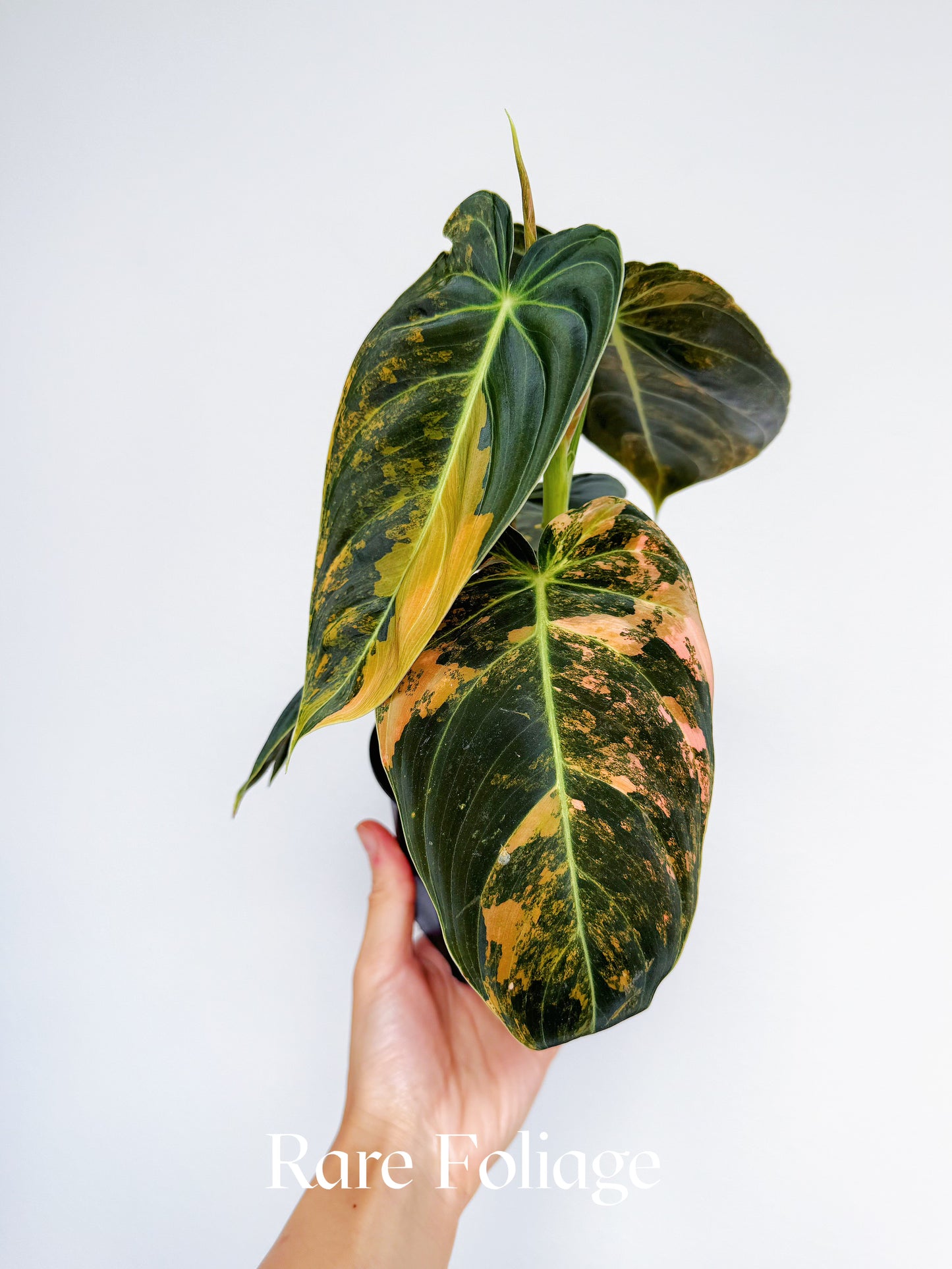 Philodendron Melanochrysum Orange Variegated 4” Exact Plant