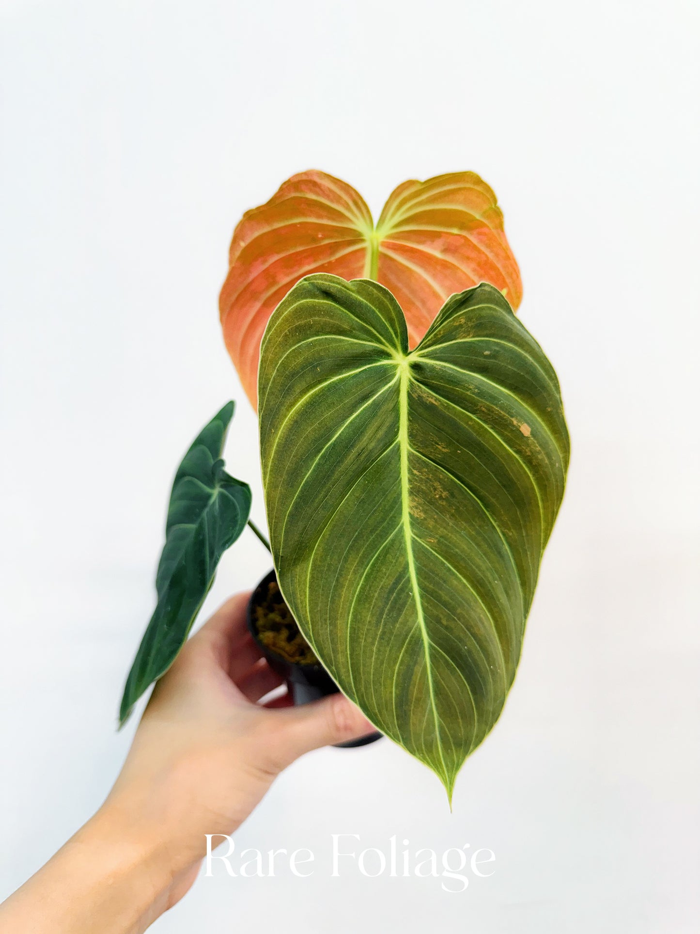 Philodendron Melanochrysum Orange 3” Exact Plant