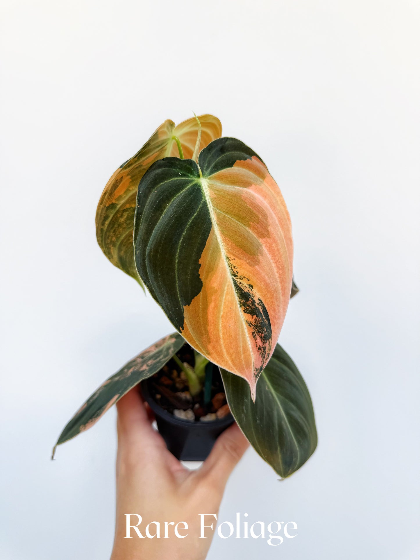 Philodendron Melanochrysum Orange 3” Exact Plant
