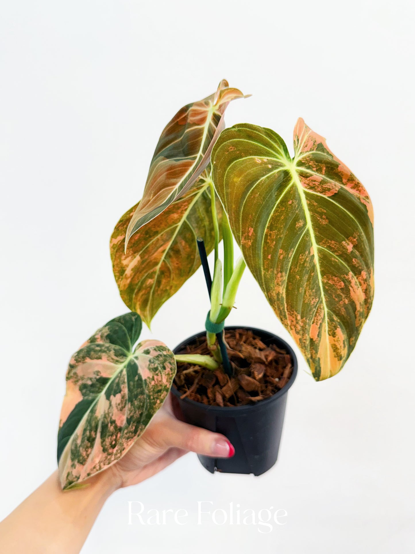 Philodendron Melanochrysum Orange Variegated 4” Exact Plant