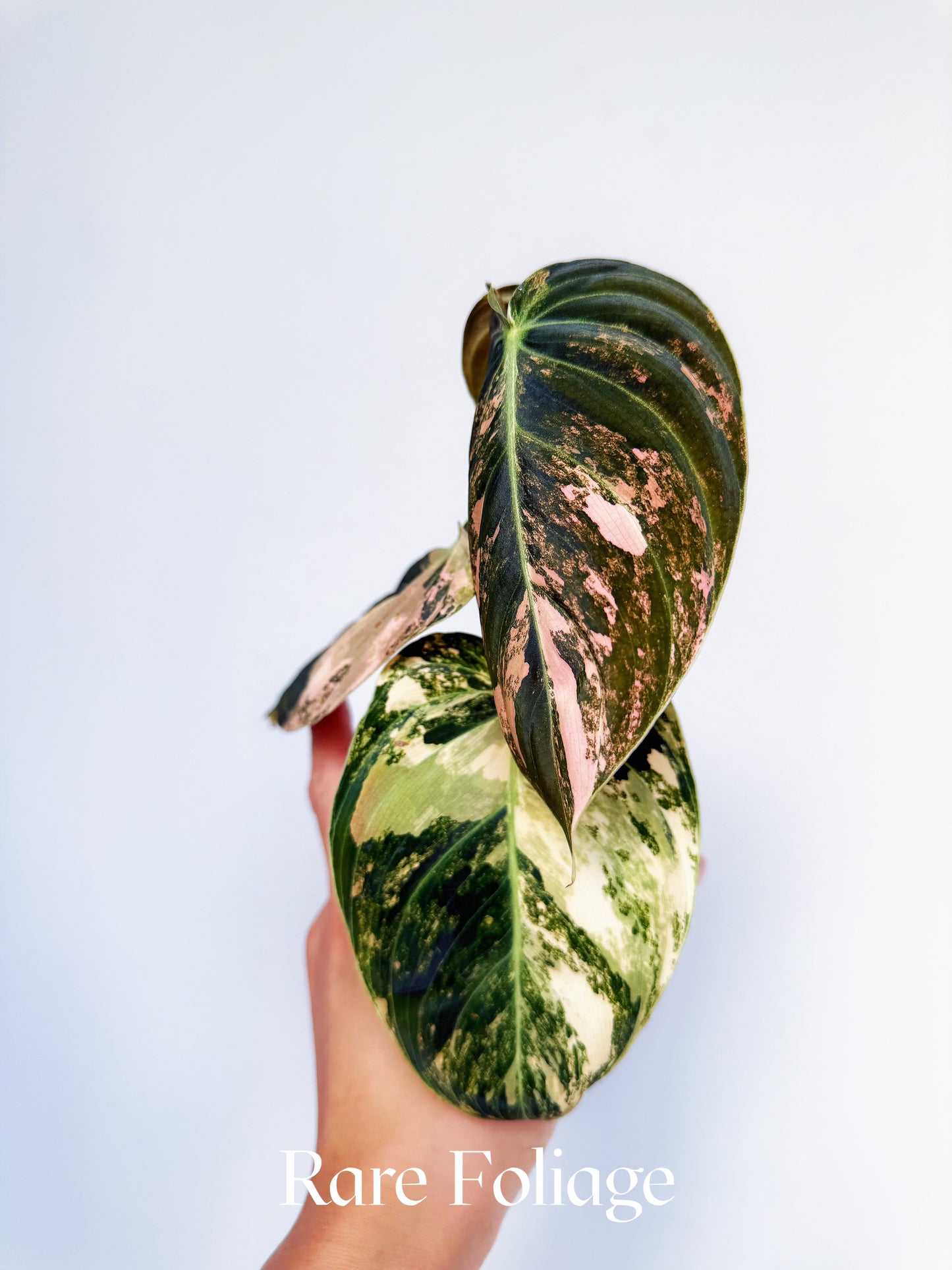 Philodendron Melanochrysum Orange Variegated 3" Exact Plant
