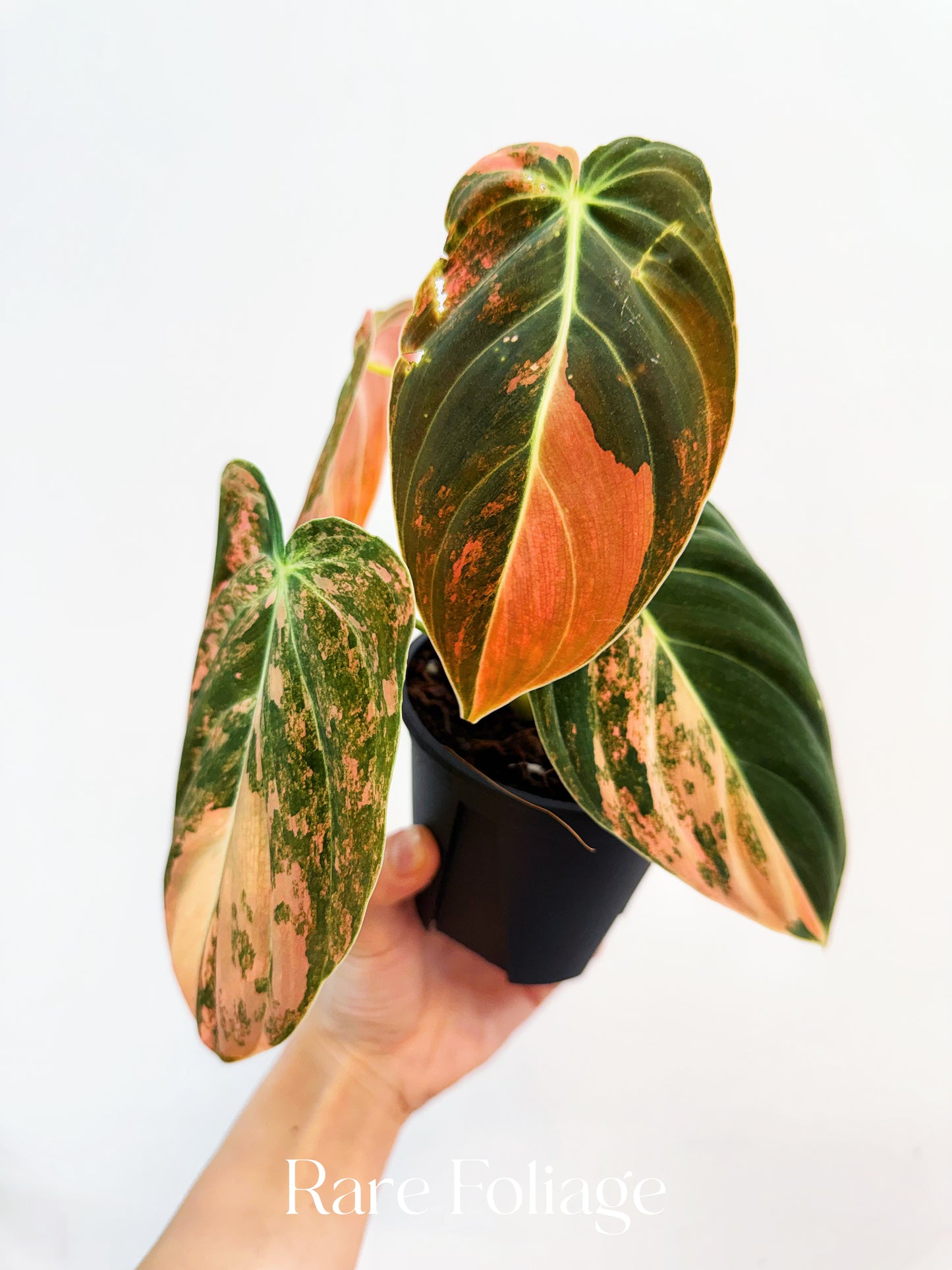 Philodendron Melanochrysum Orange Variegated 4” Exact Plant