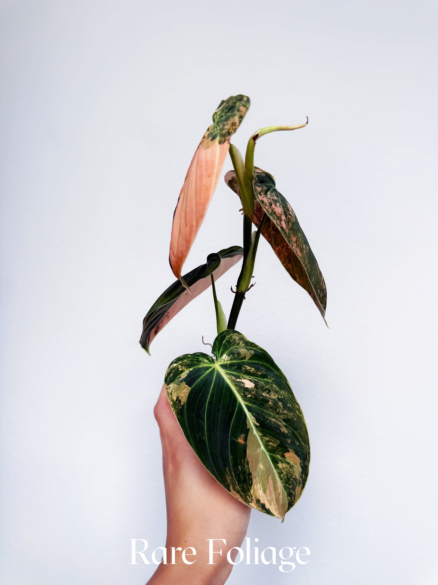 Philodendron Melanochrysum Orange 3” Exact Plant