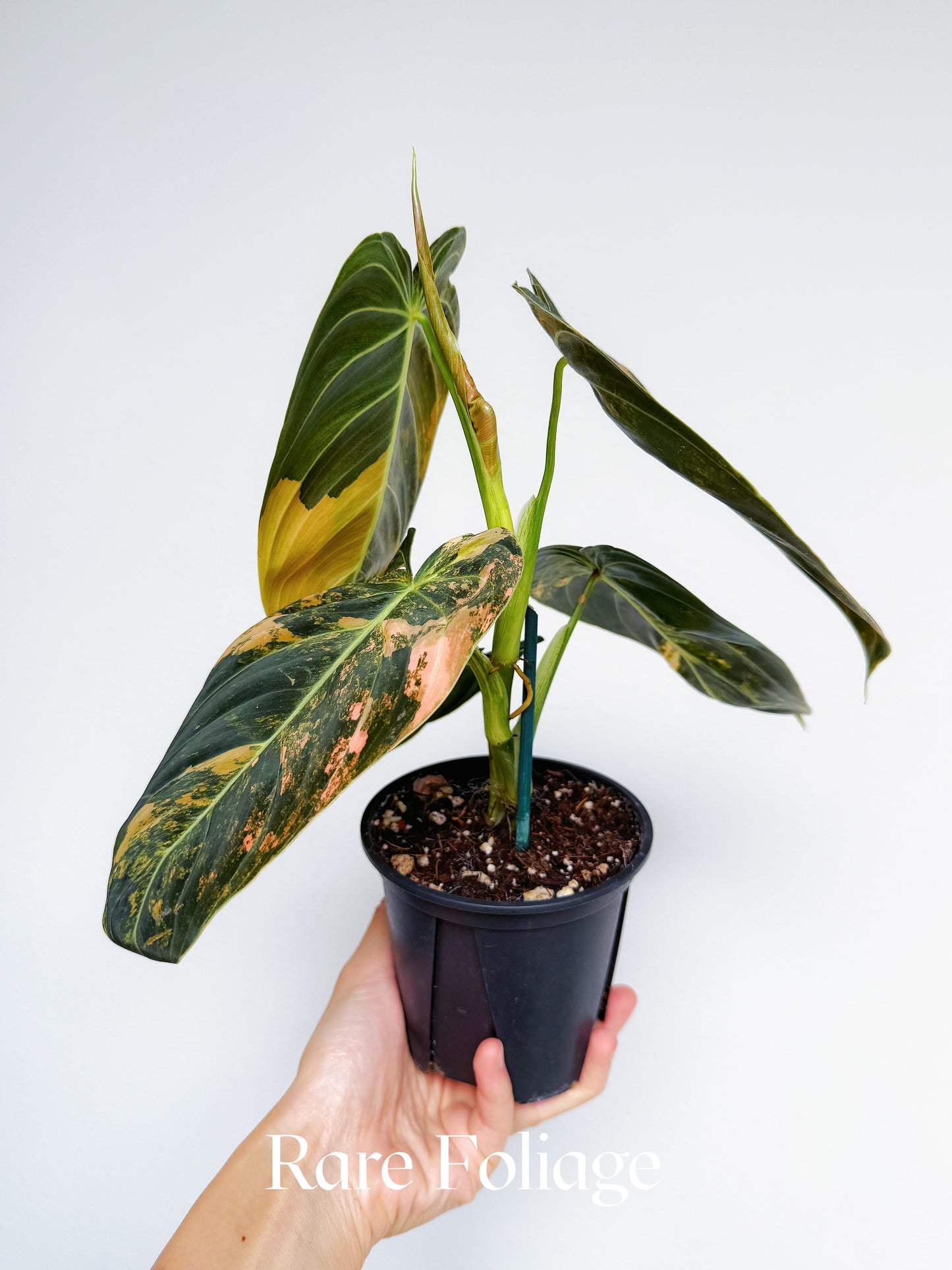 Philodendron Melanochrysum Orange Variegated 4” Exact Plant