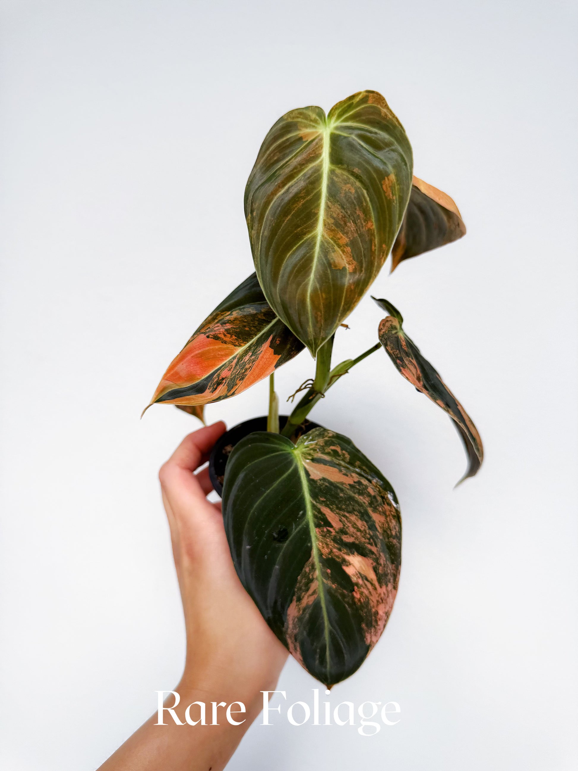 Philodendron Melanochrysum Orange 3” Exact Plant – Rare Foliage Plant Co