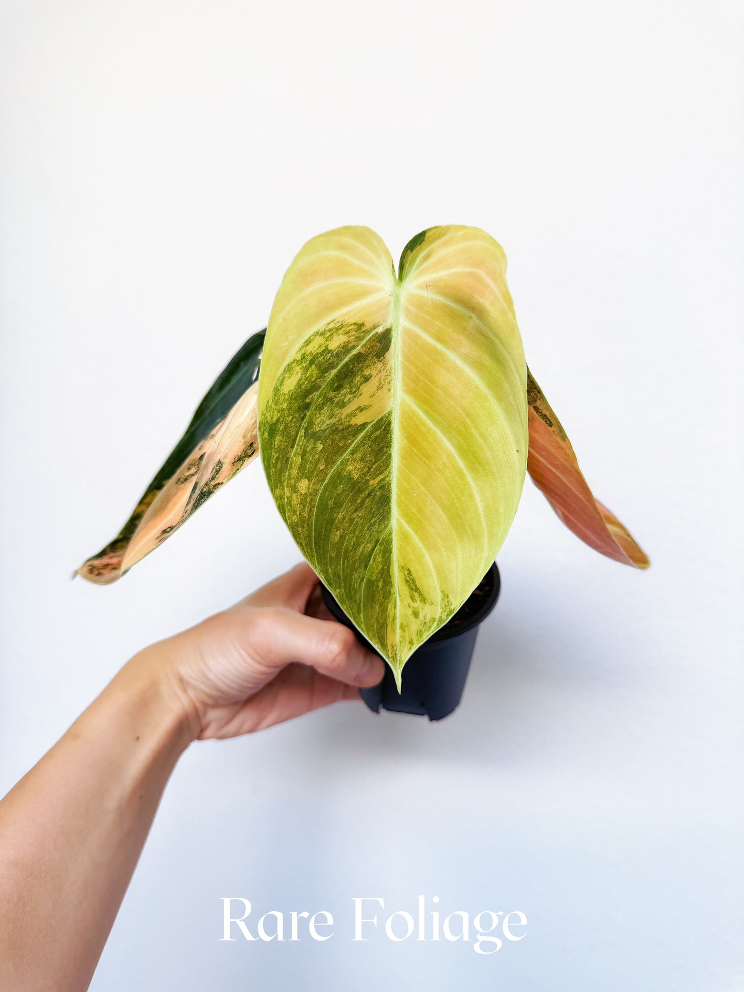 Philodendron Melanochrysum Orange Variegated 3" Exact Plant