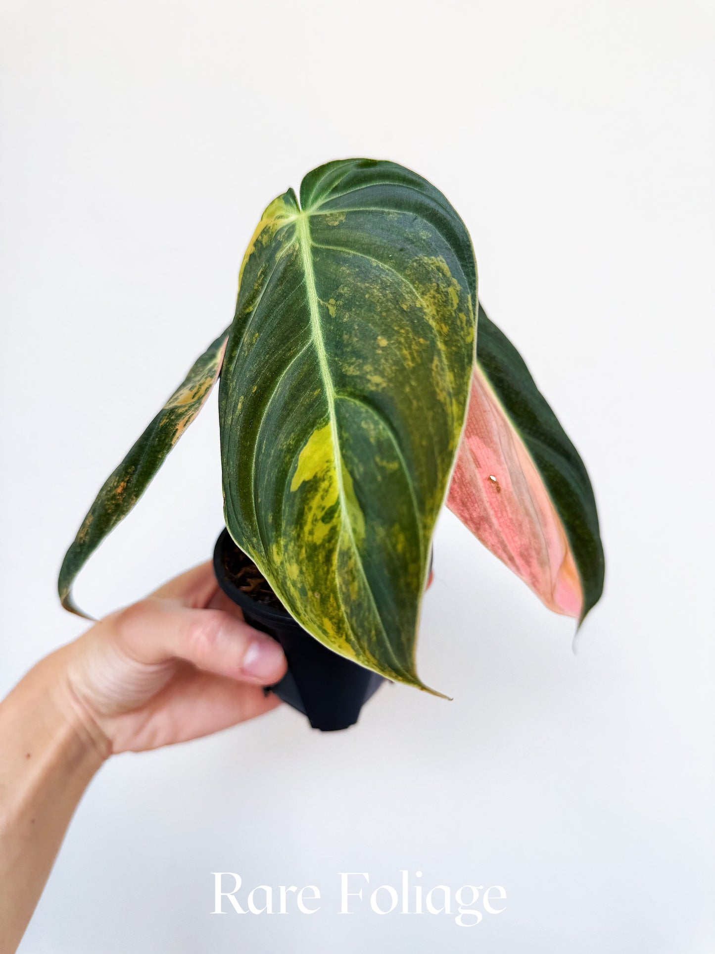 Philodendron Melanochrysum Orange 3” Exact Plant