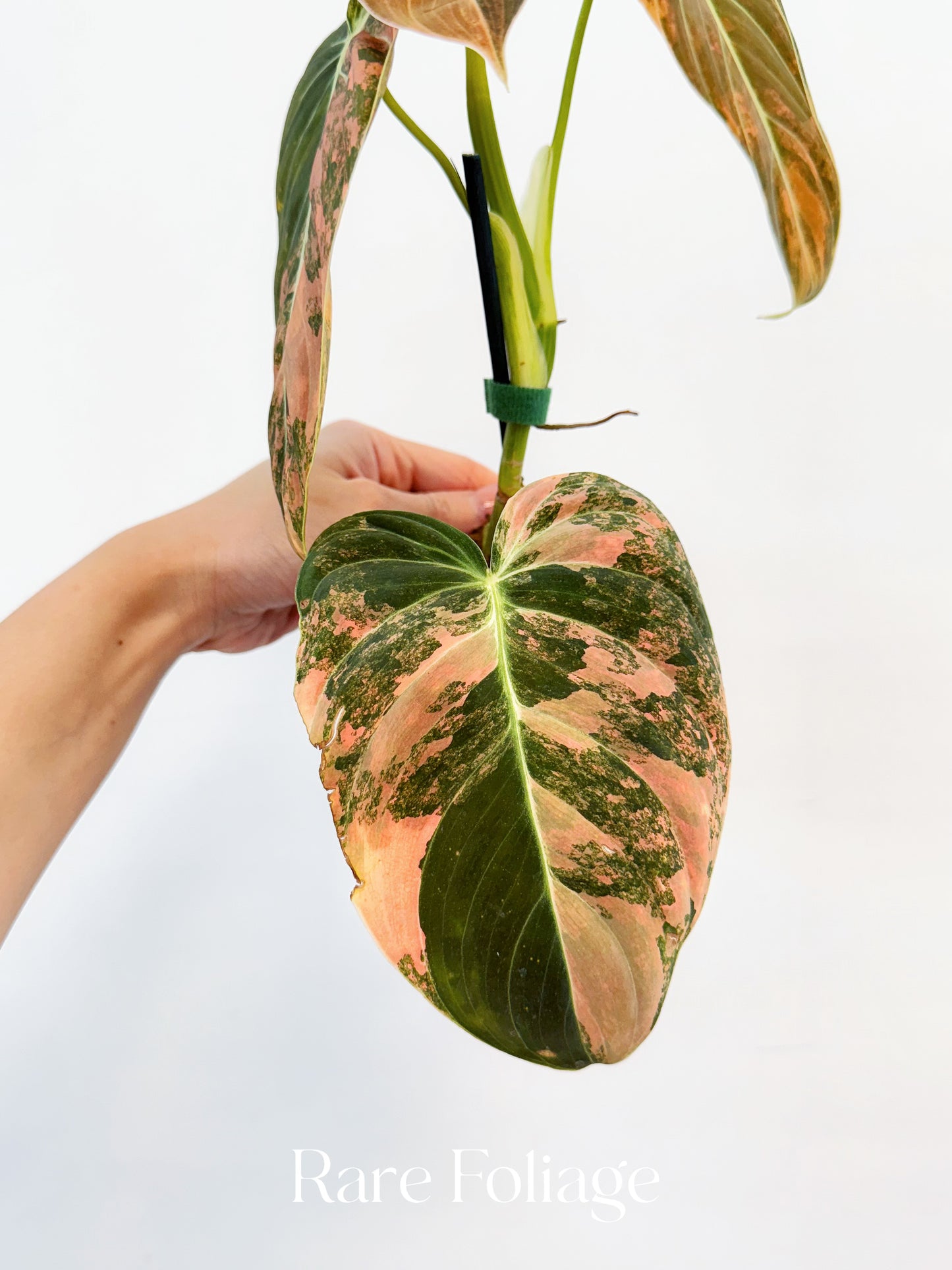 Philodendron Melanochrysum Orange Variegated 4” Exact Plant