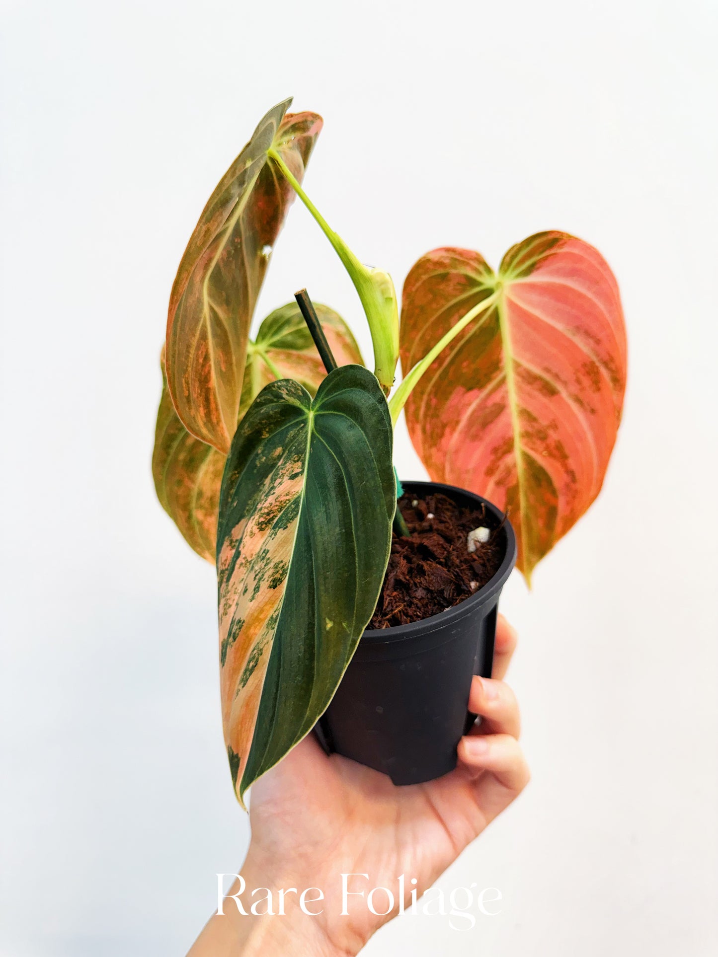 Philodendron Melanochrysum Orange Variegated 4” Exact Plant