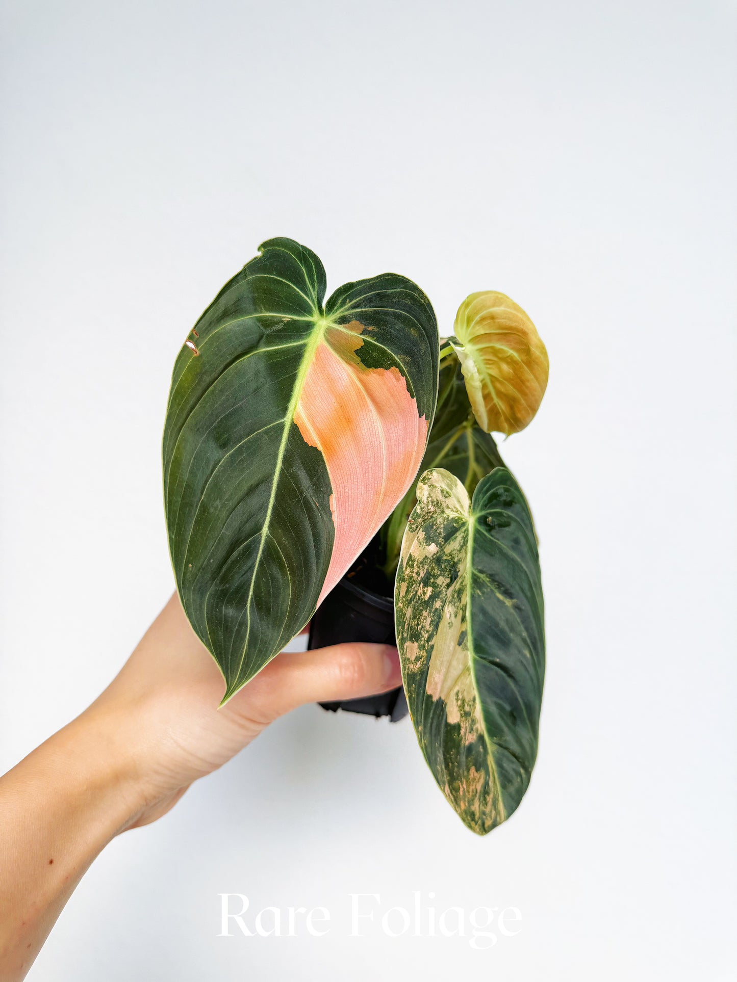 Philodendron Melanochrysum Orange 3” Exact Plant