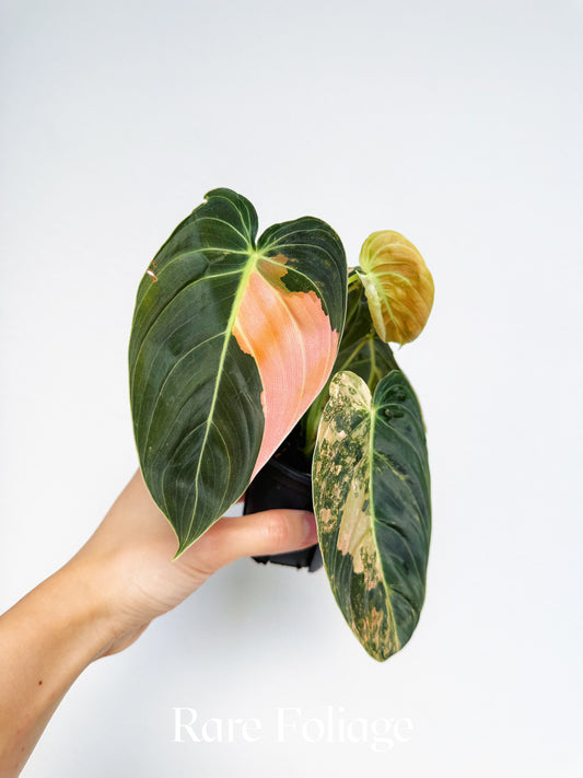 Philodendron Melanochrysum Orange 3” Exact Plant