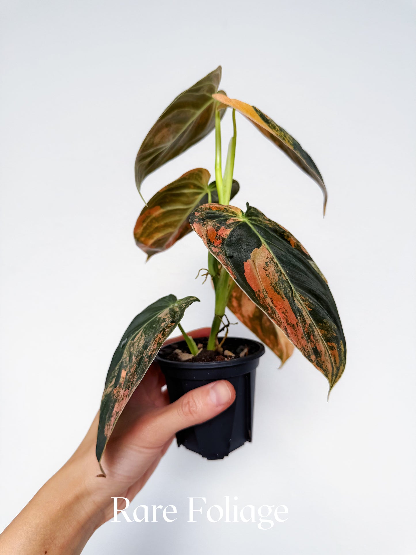 Philodendron Melanochrysum Orange 3” Exact Plant