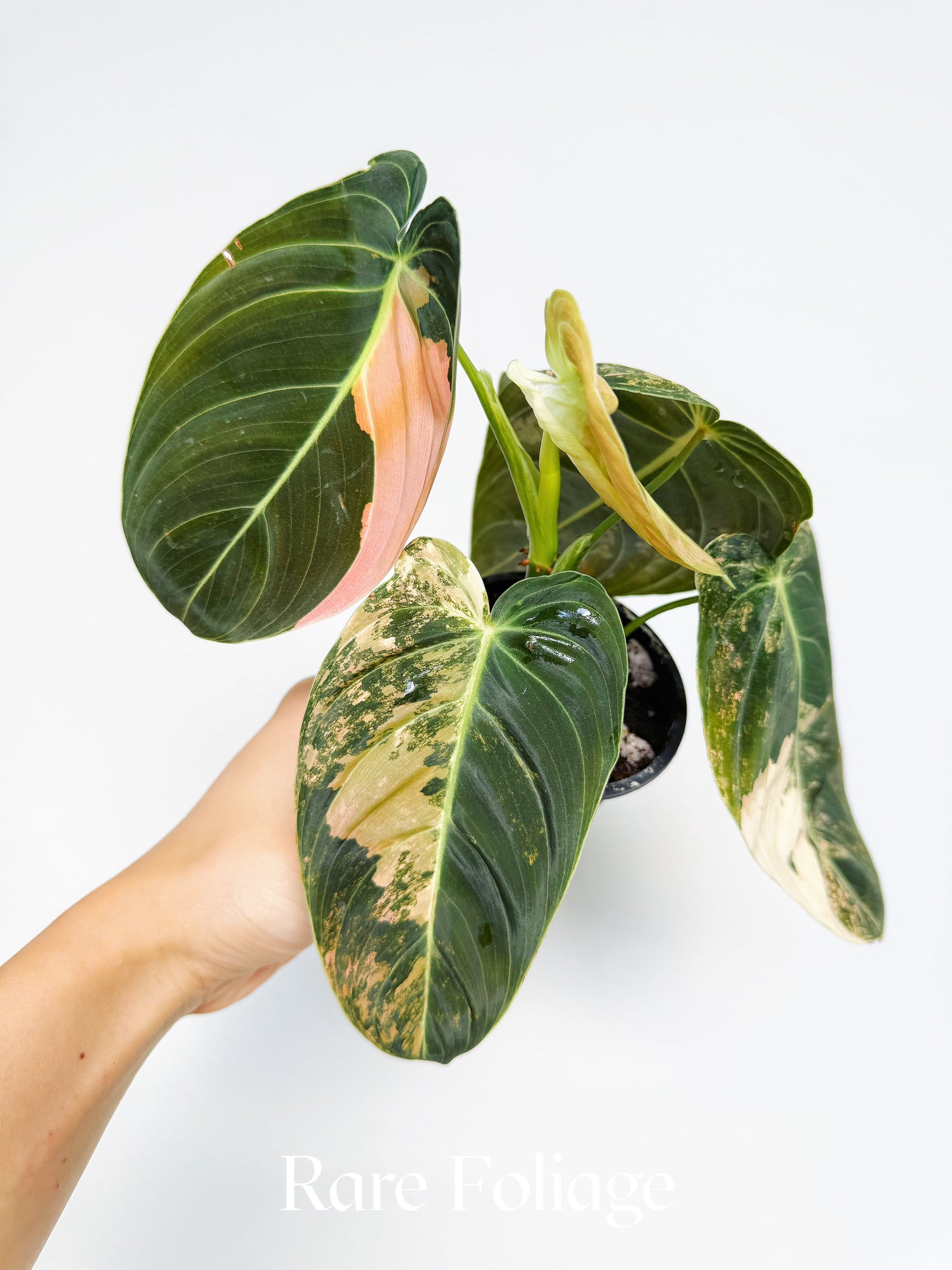 Philodendron Melanochrysum Orange 3” Exact Plant