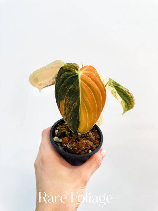 Philodendron Melanochrysum Orange 3” Exact Plant