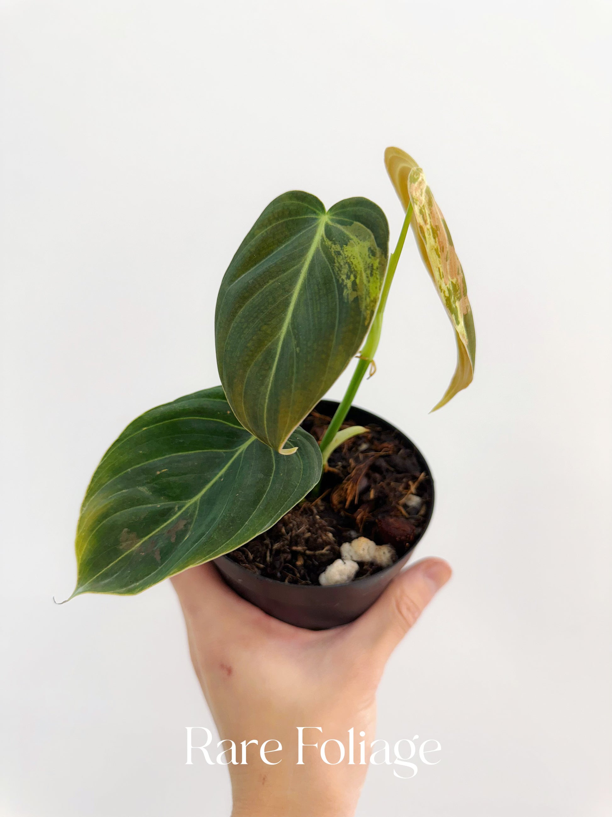 philodendron melanochrysum ebay Philodendron Melanochrysum Variegated 4” – Rare Foliage Plant Co