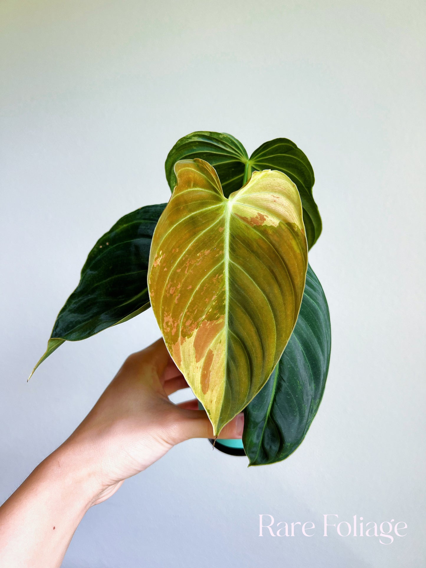 Philodendron Melanochrysum Variegated 3"