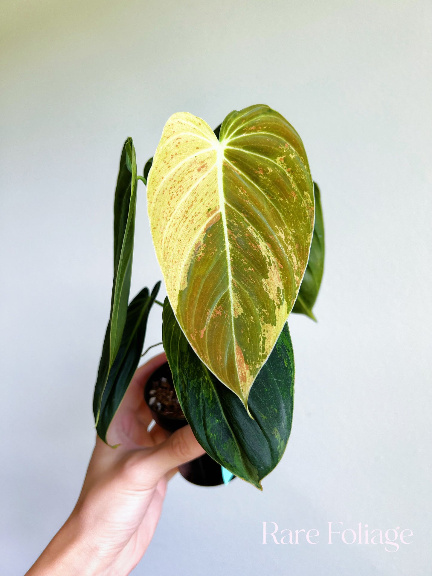 Philodendron Melanochrysum Variegated 3"