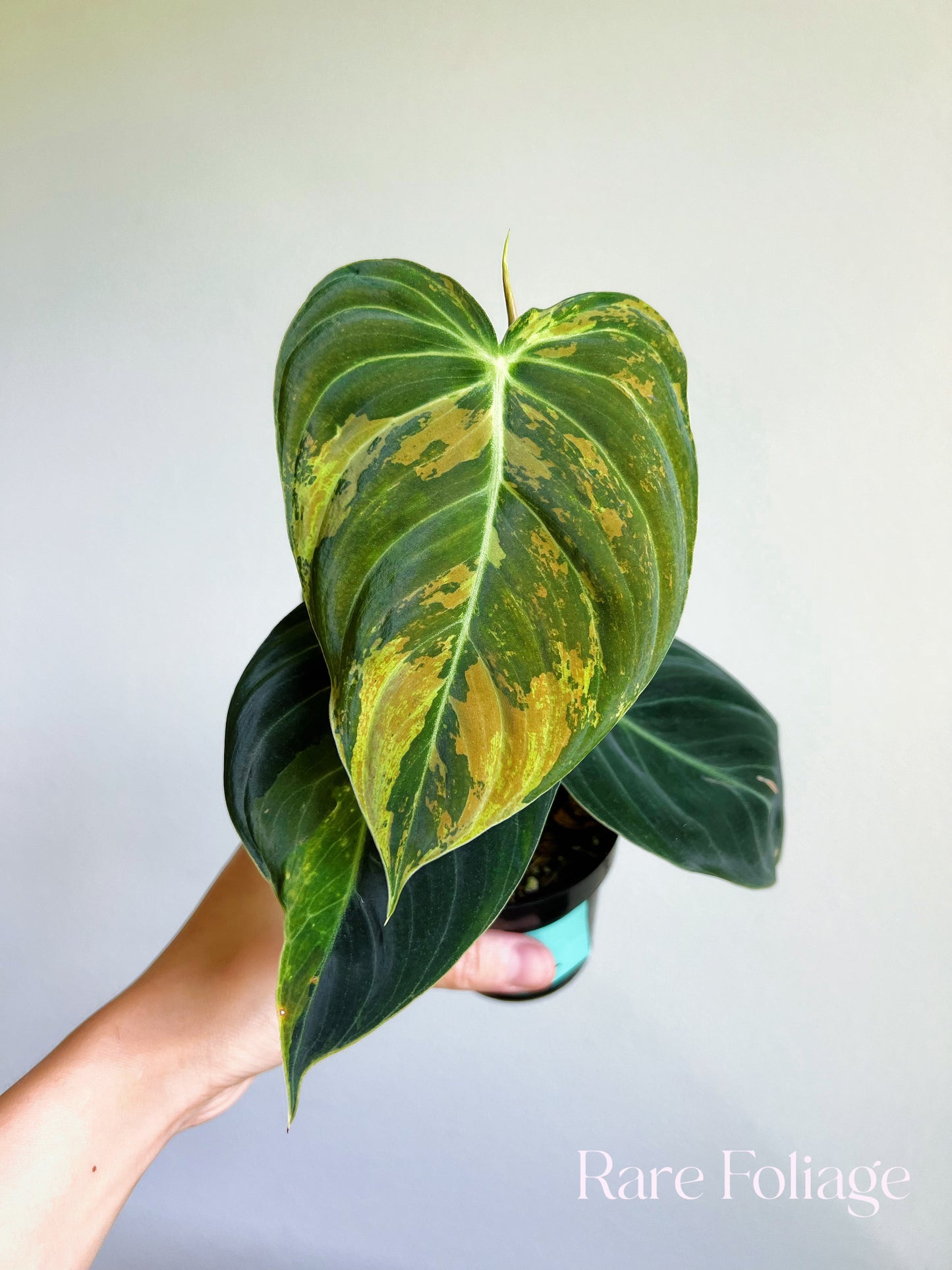 Philodendron Melanochrysum Variegated 3"