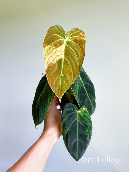 Philodendron Melanochrysum Variegated 3"