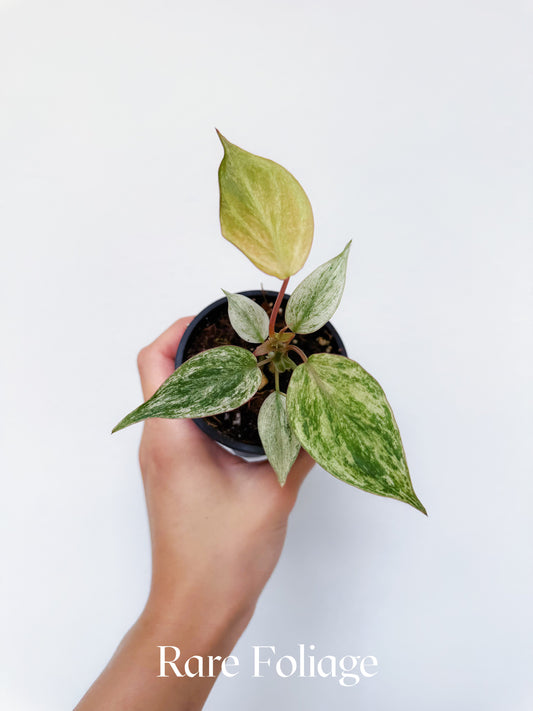 Philodendron Micans Pink Mint 3"