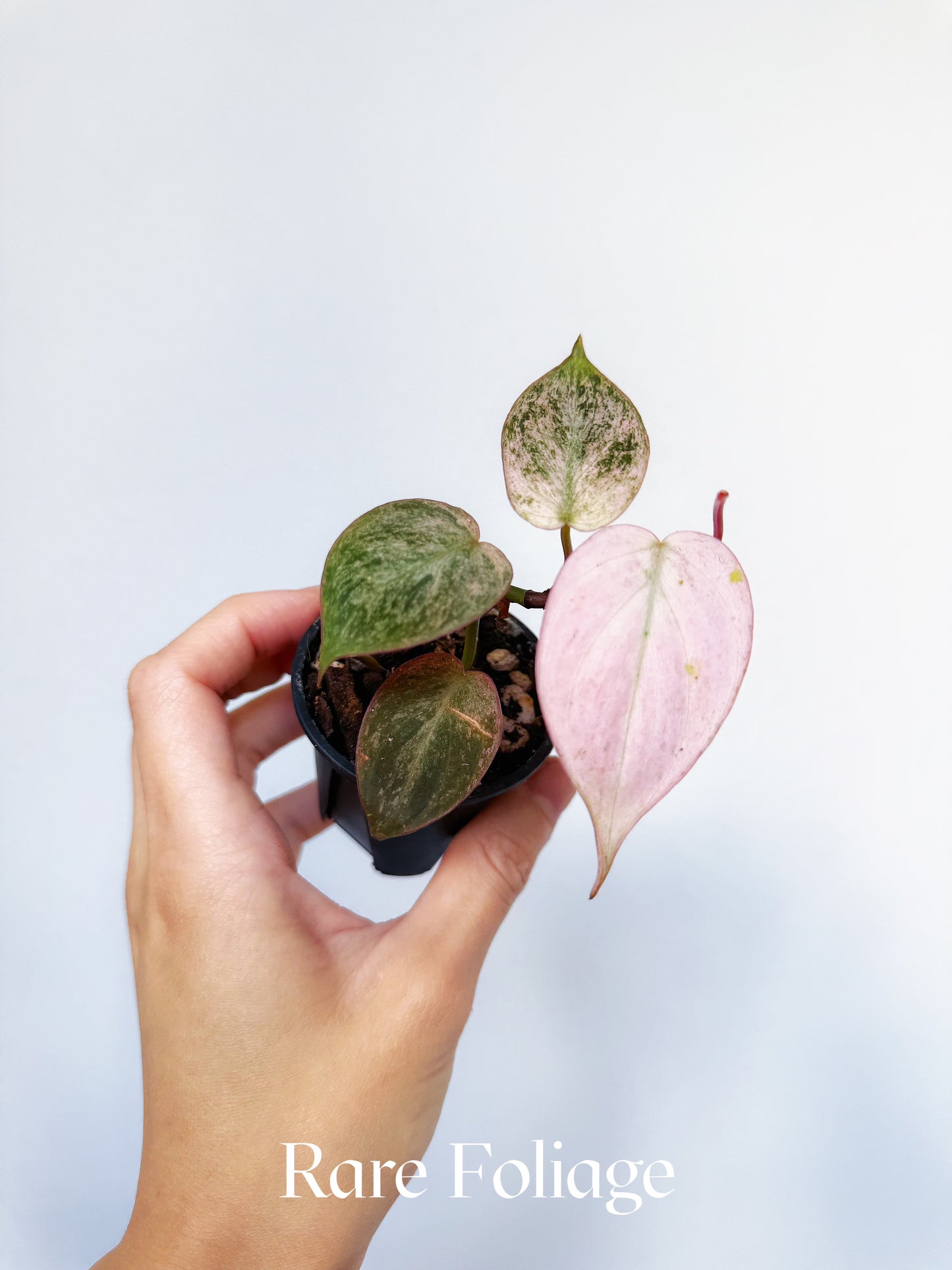Philodendron Micans Pink Mint 2"