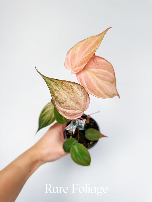 Philodendron Micans Pink Mint 3”