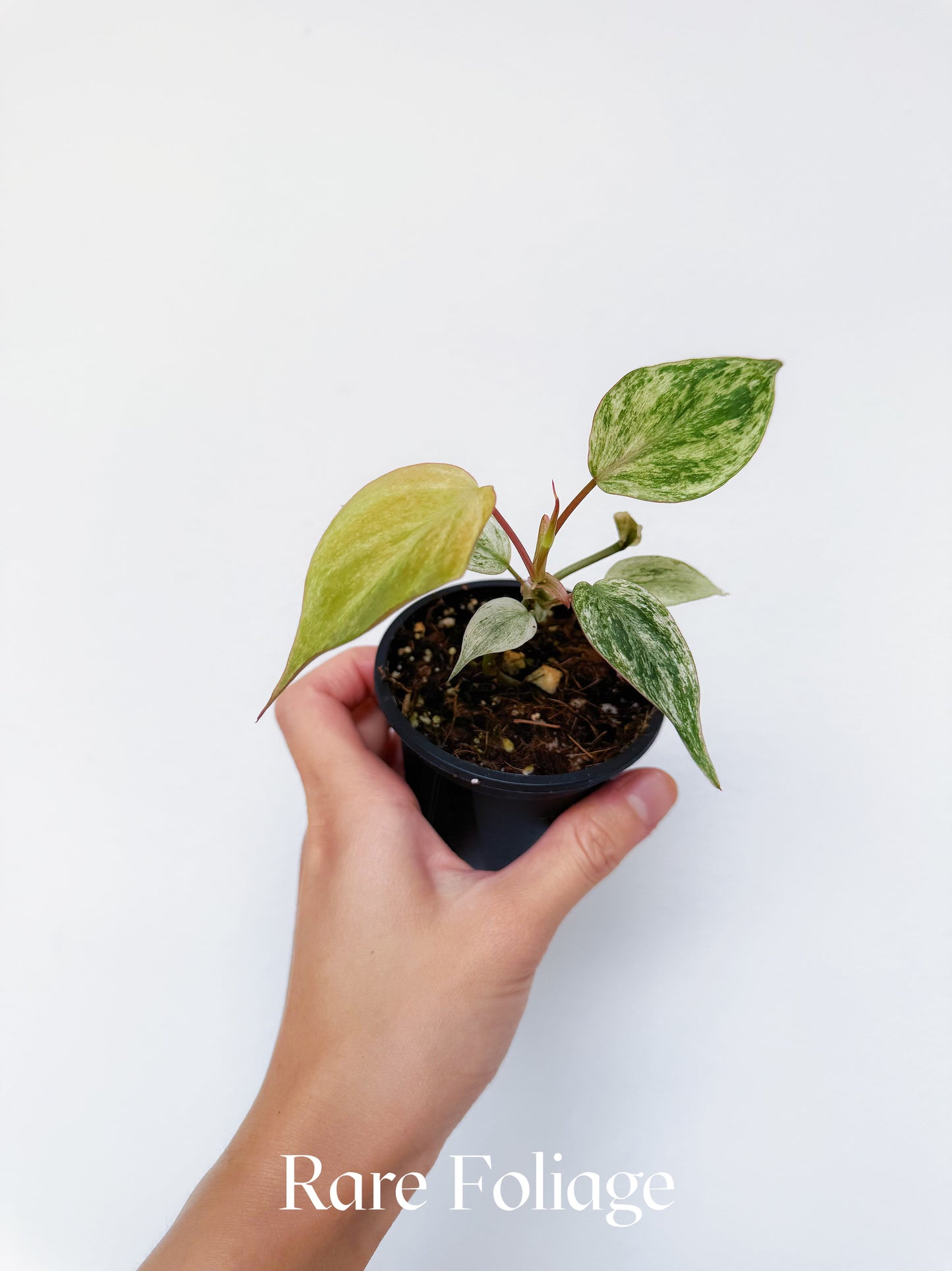 Philodendron Micans Pink Mint 3"