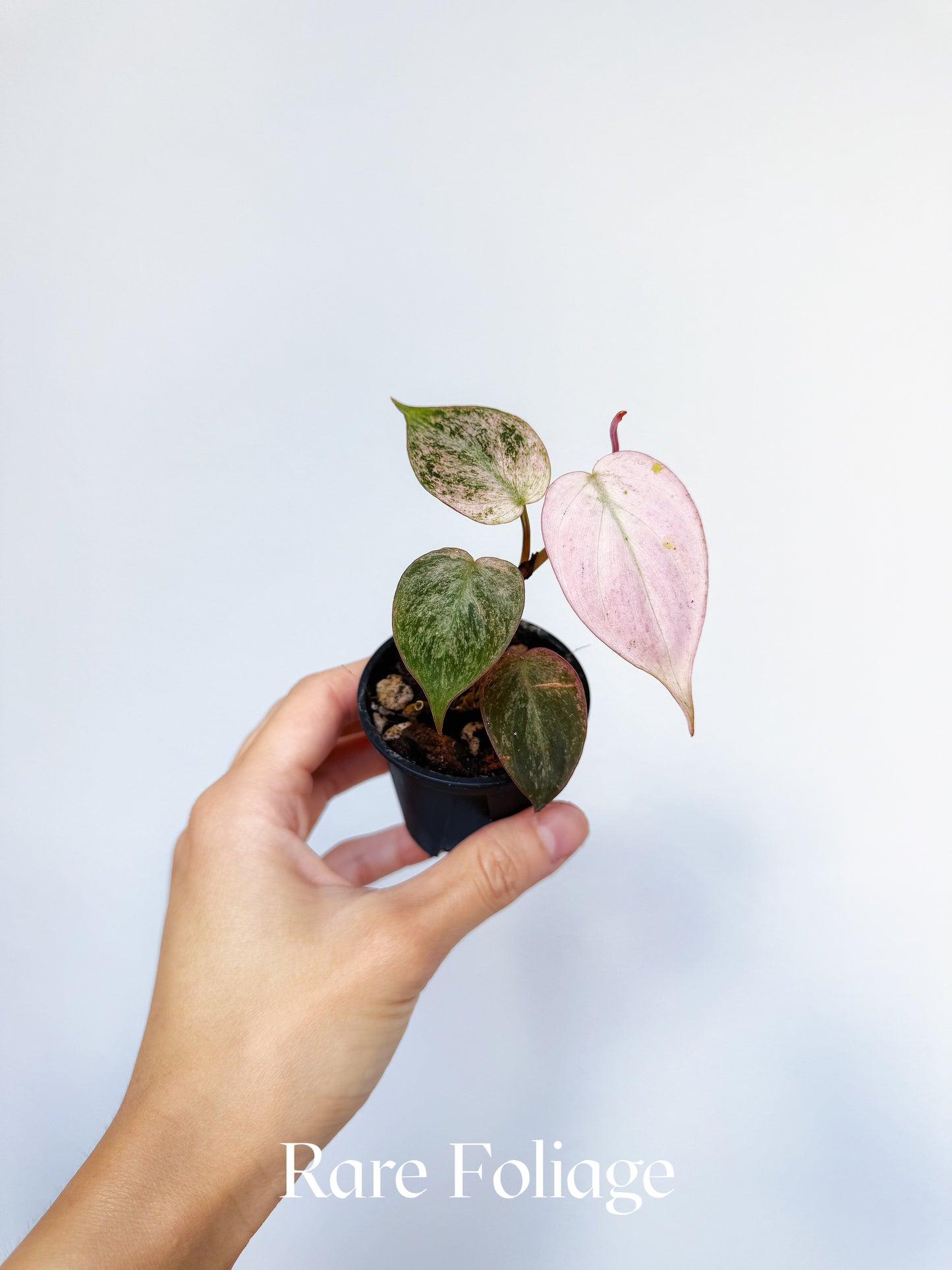 Philodendron Micans Pink Mint 2"