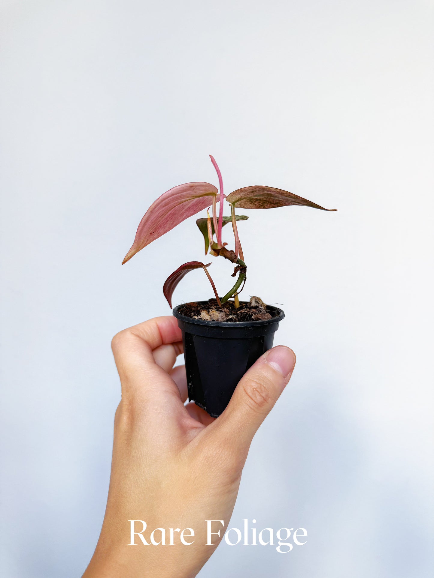 Philodendron Micans Pink Mint 2"