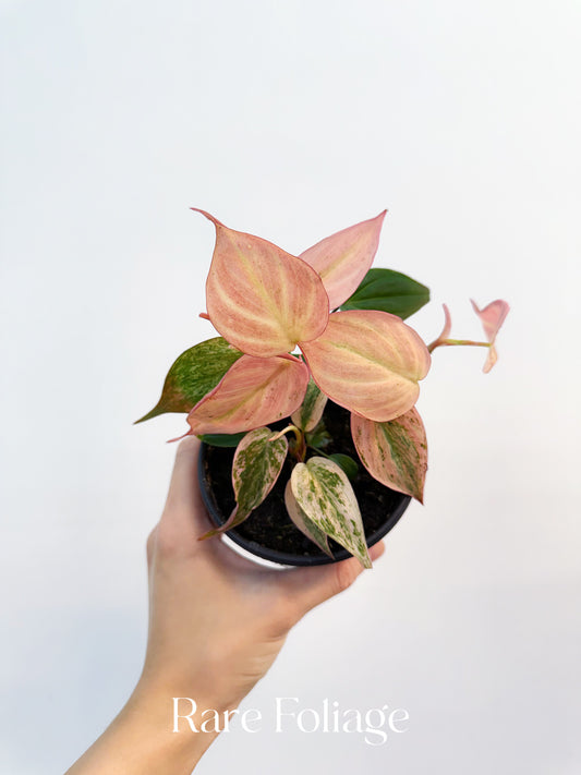 Philodendron Micans Pink Variegated 4” Plant
