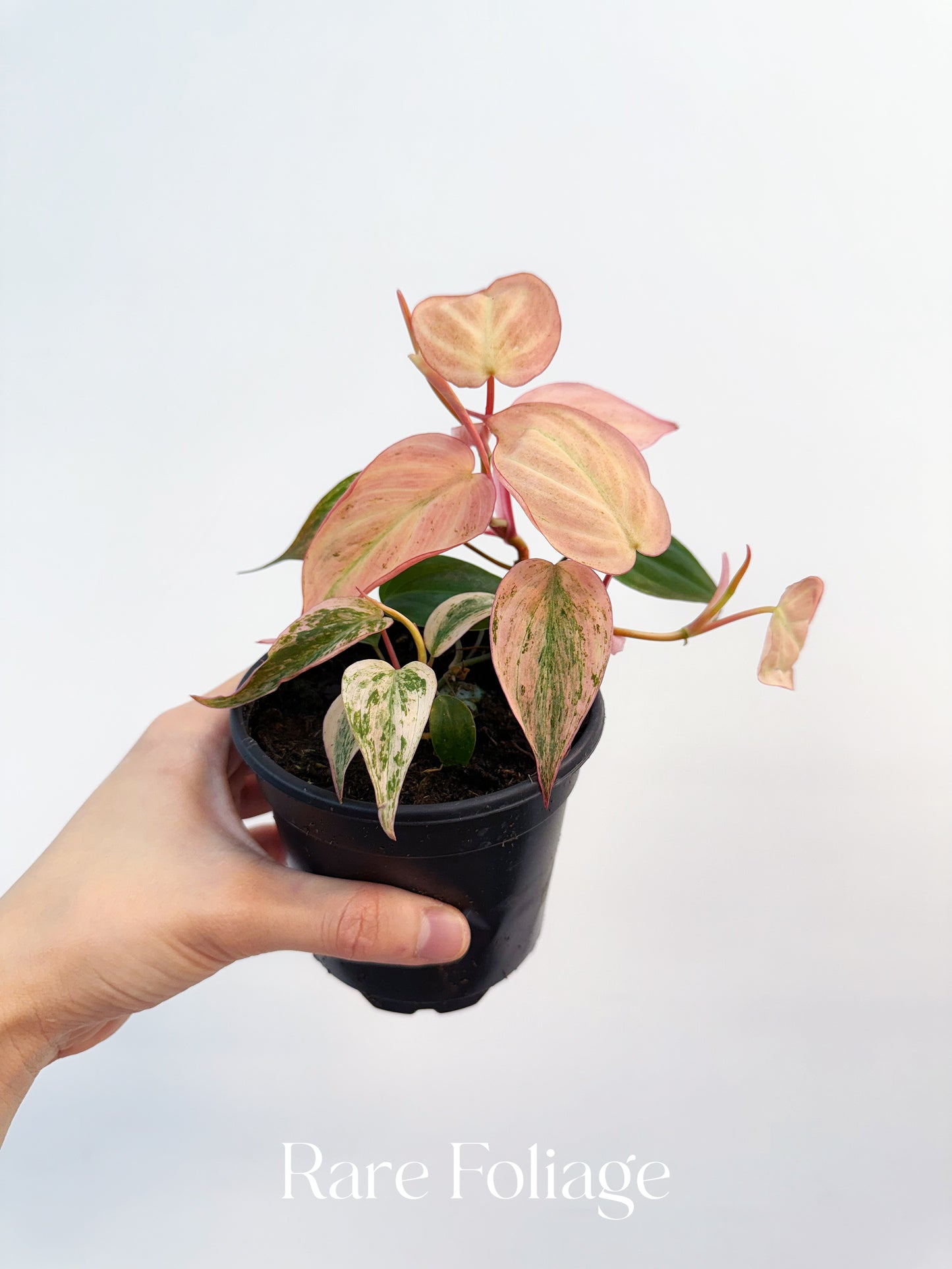 Philodendron Micans Pink Variegated 4” Plant – Rare Foliage Plant Co