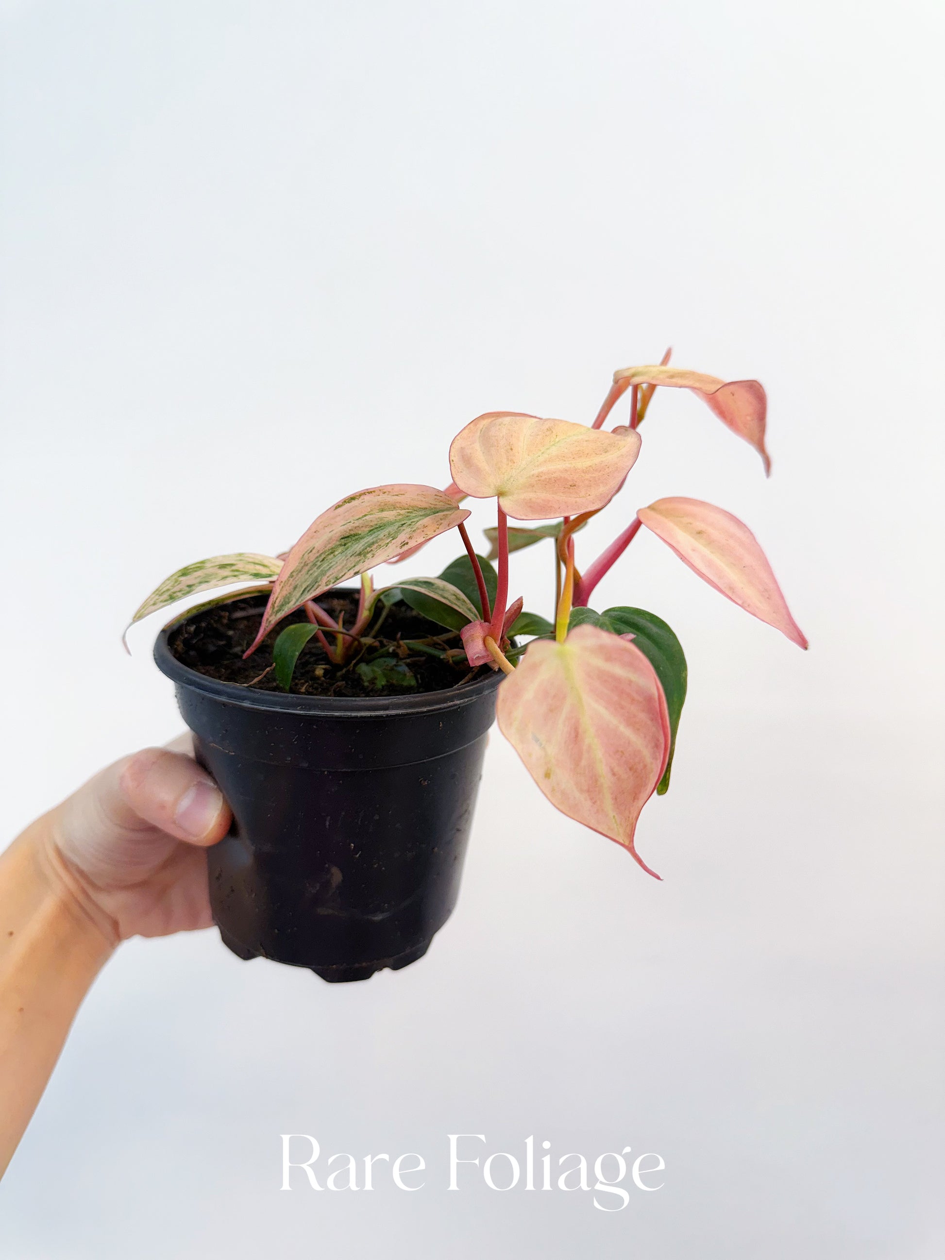 philodendron micans pink variegated Philodendron Micans Pink Variegated 4” Plant – Rare Foliage Plant Co