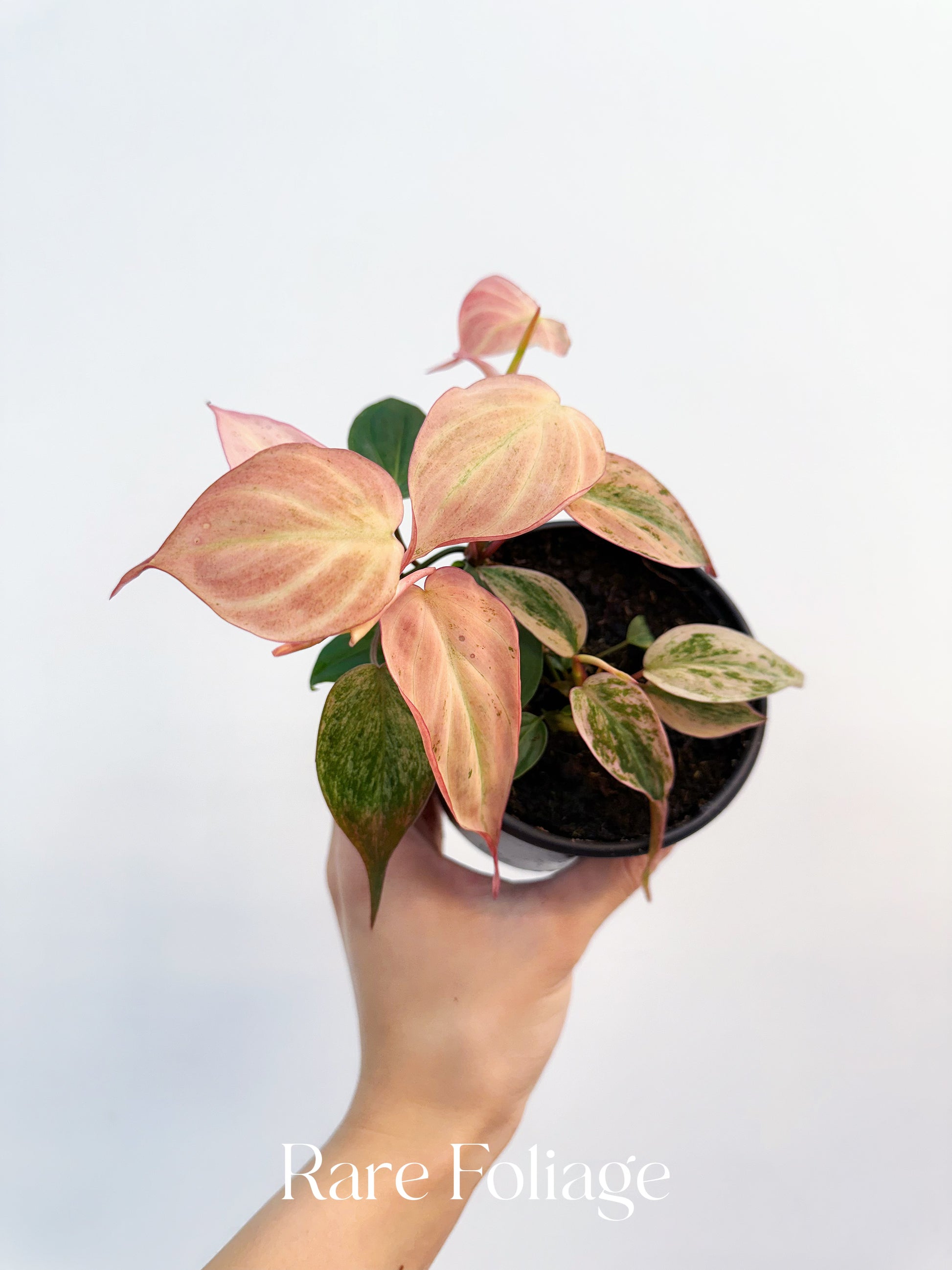 philodendron micans pink variegated Philodendron Micans Pink Variegated 4” Plant – Rare Foliage Plant Co