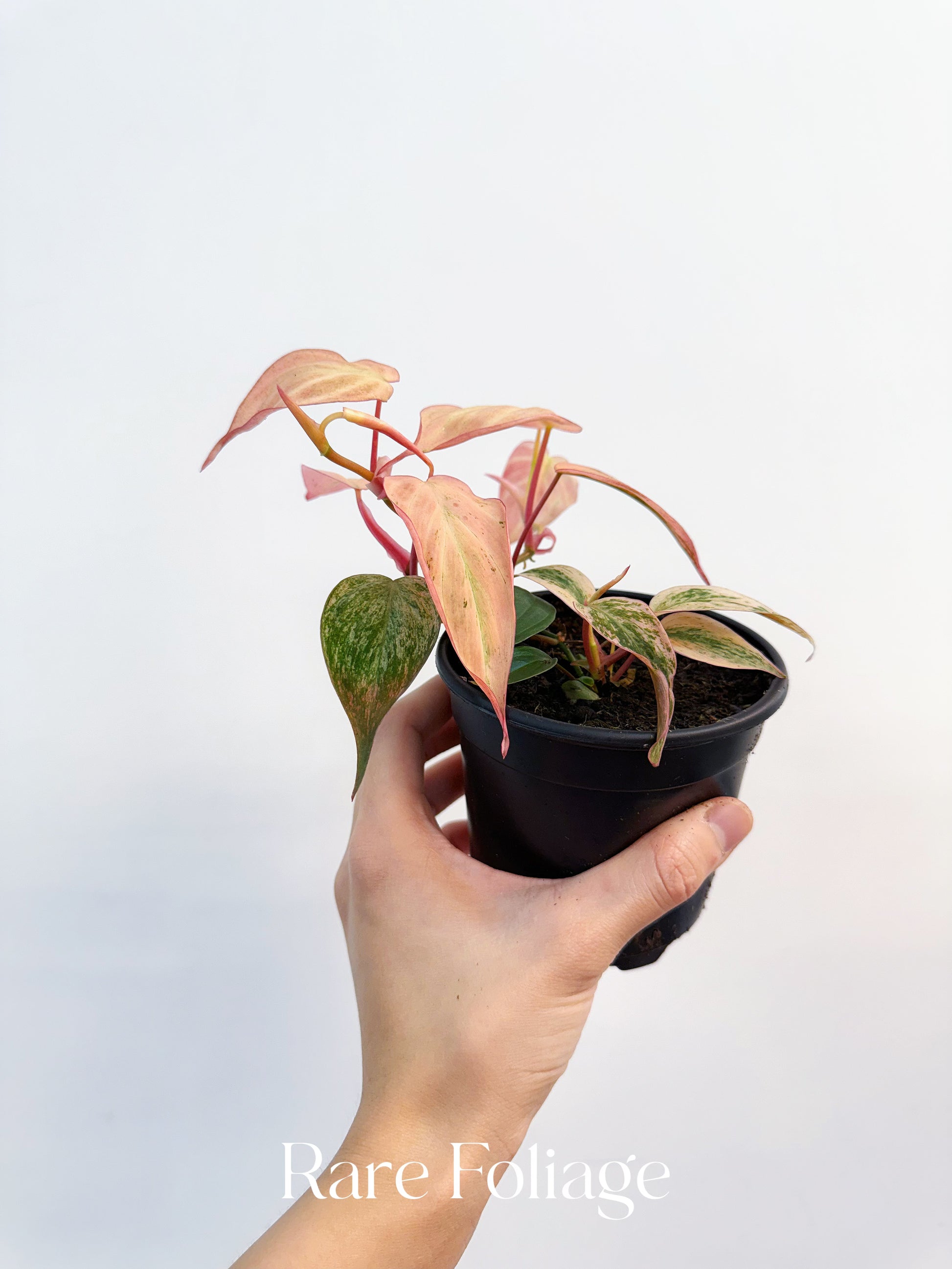 philodendron micans pink leaves Philodendron Micans Pink Variegated 4” Plant – Rare Foliage Plant Co