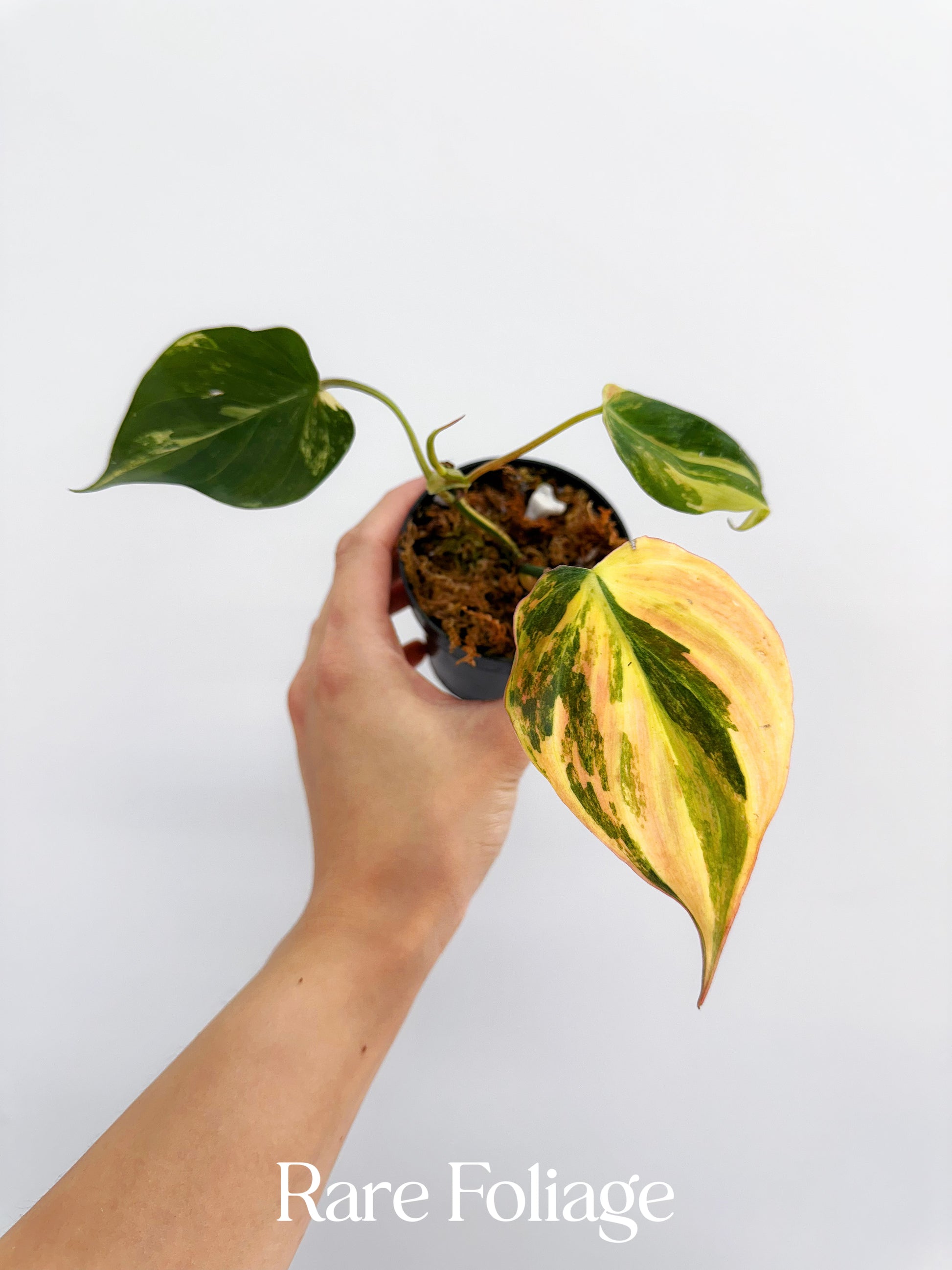 philodendron 3 leaves Philodendron Micans Aurea Variegated 3” Plant