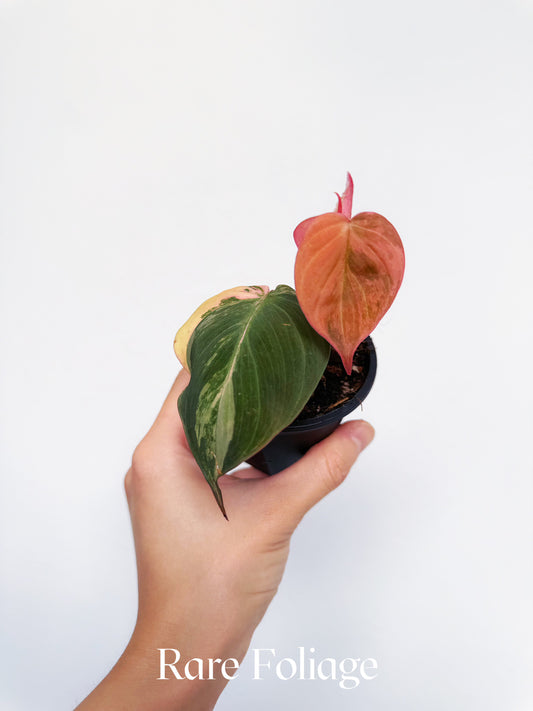 Philodendron Micans Aurea Variegated 3"