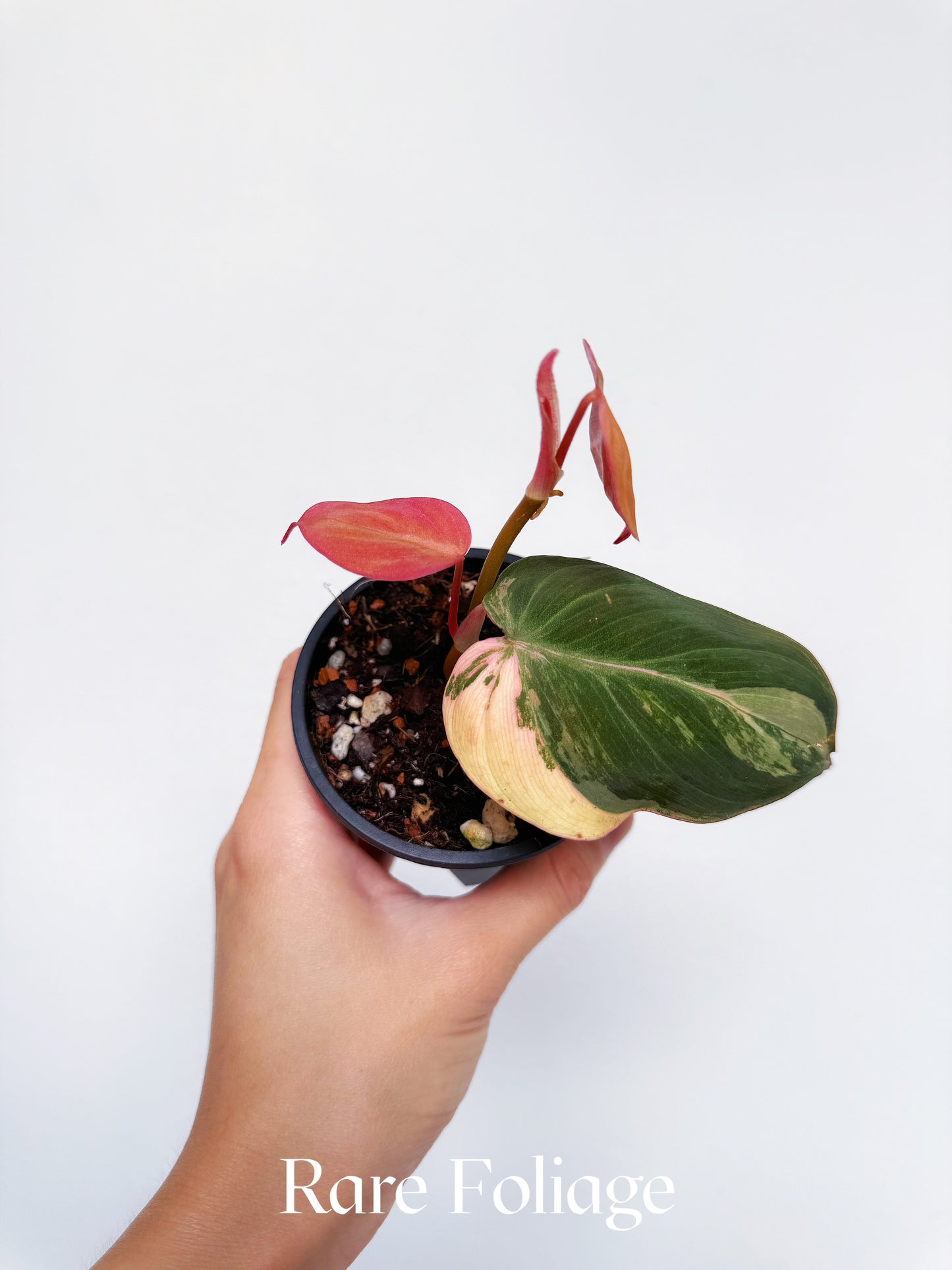 Philodendron Micans Aurea Variegated 3"