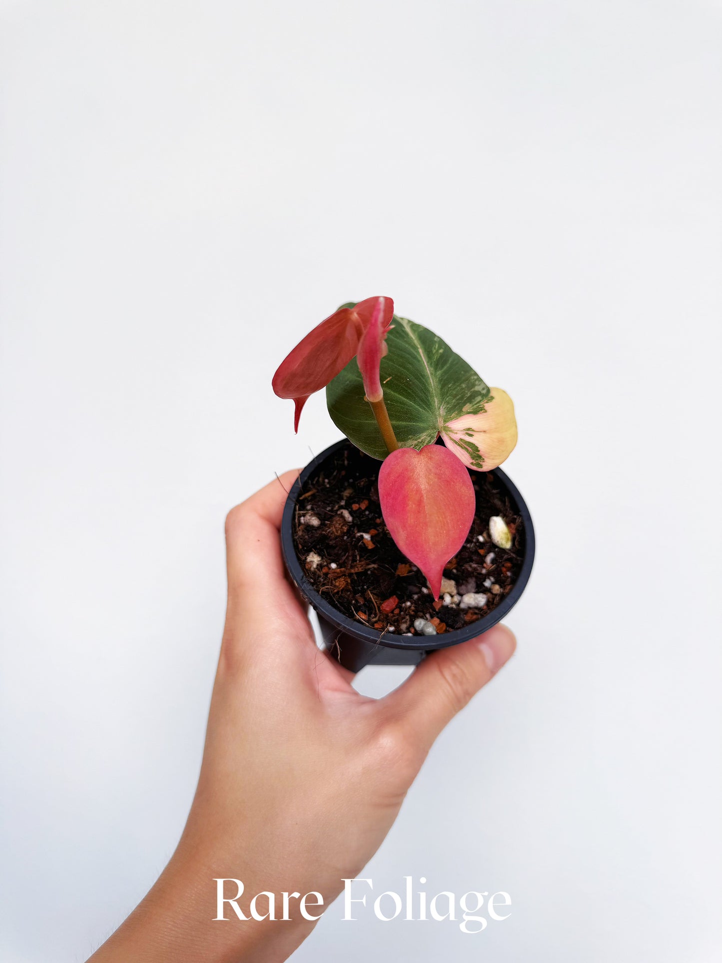 Philodendron Micans Aurea Variegated 3"