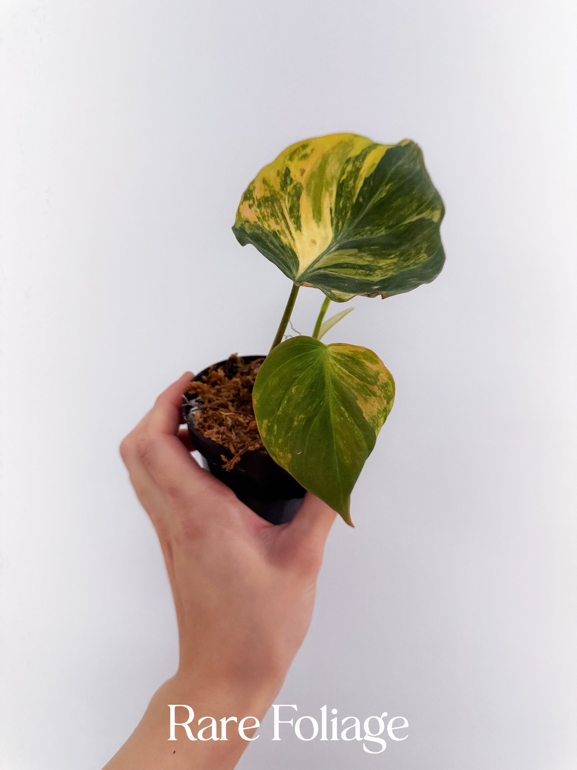 philodendron micans variegata Philodendron Micans Aurea Variegated 3” Plant
