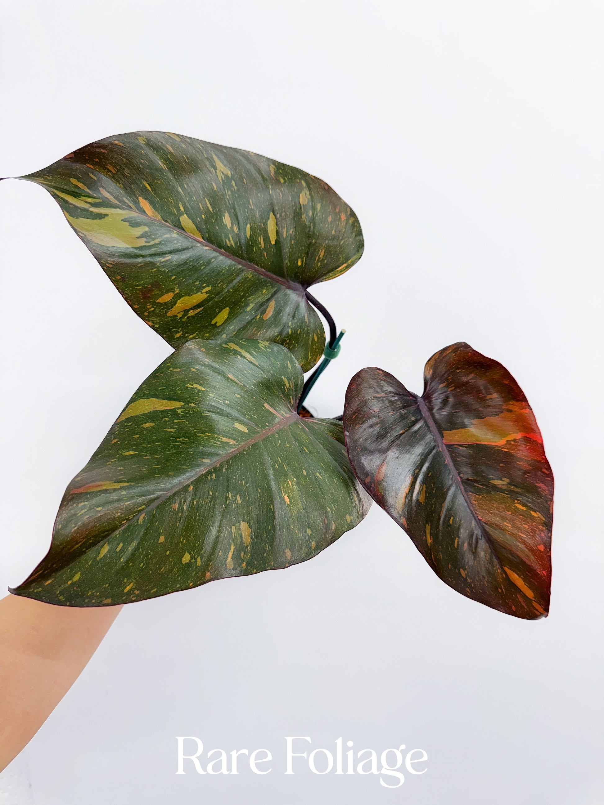 orange princess philodendron Philodendron Orange Princess 4”